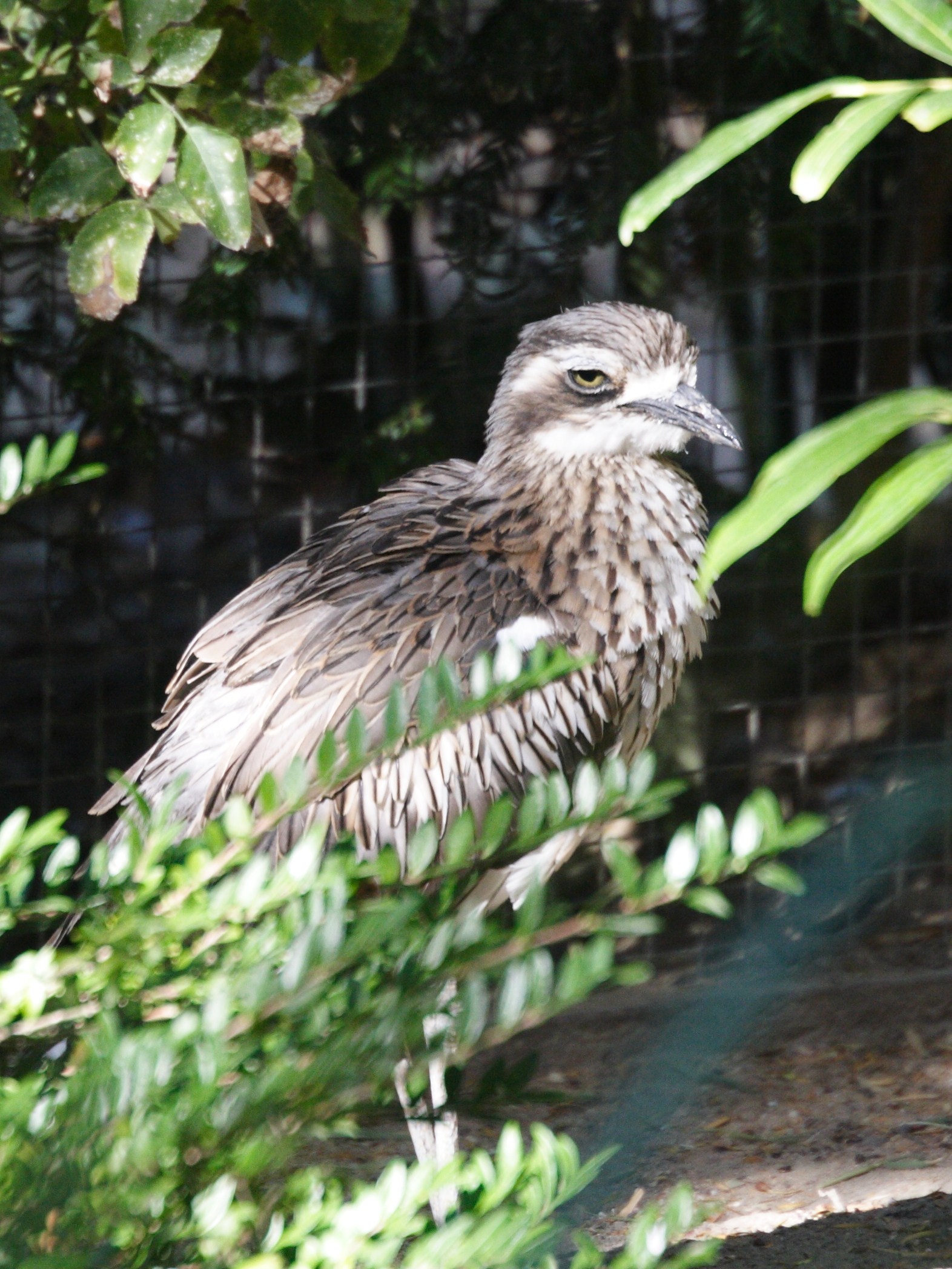 oedicneme_bride_-_burhinus_grallarius2md