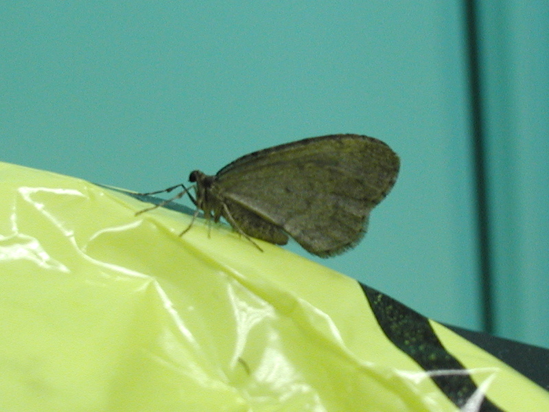 operophtera_brumata2md