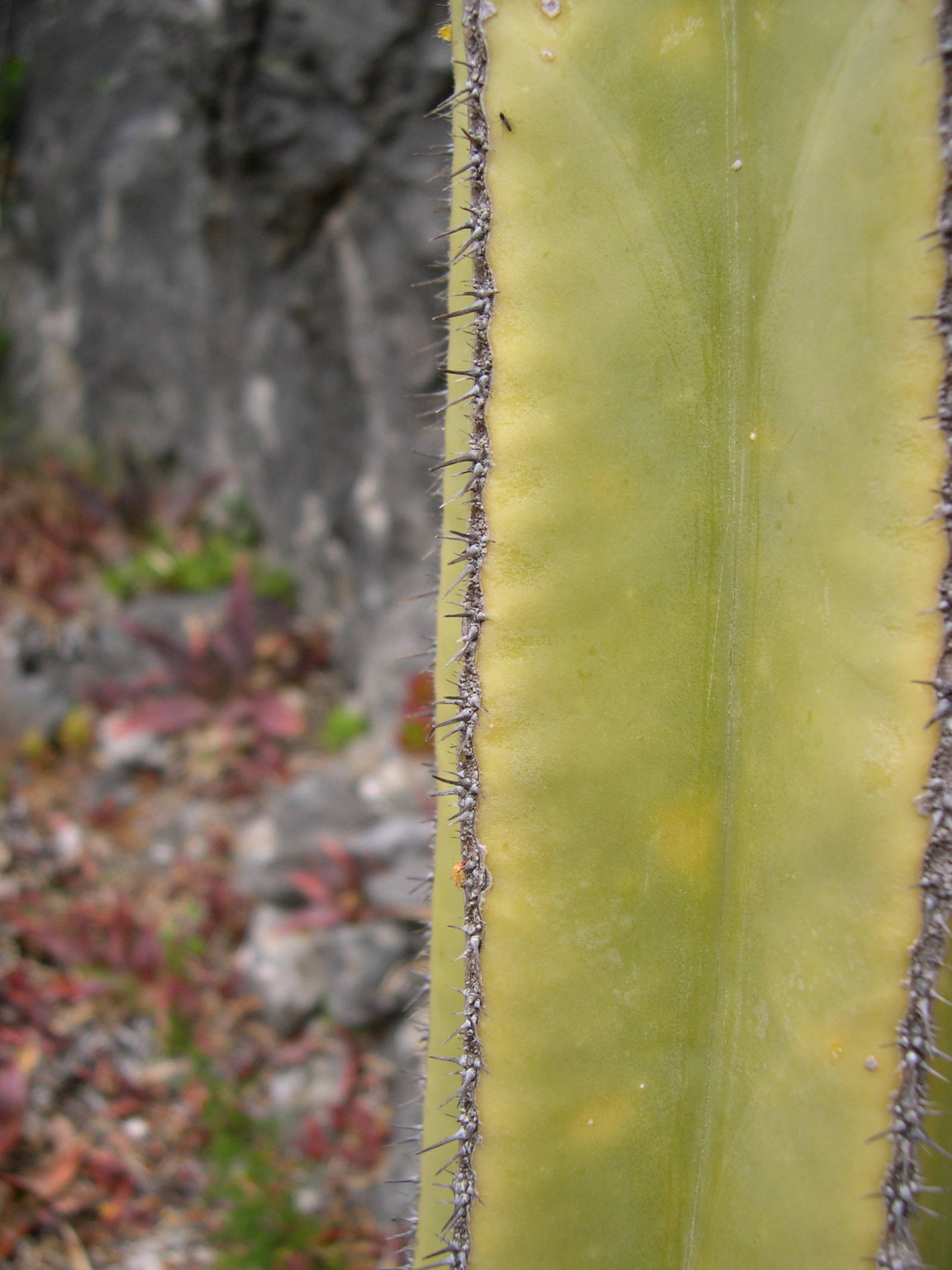 Pachycereus_marginatus