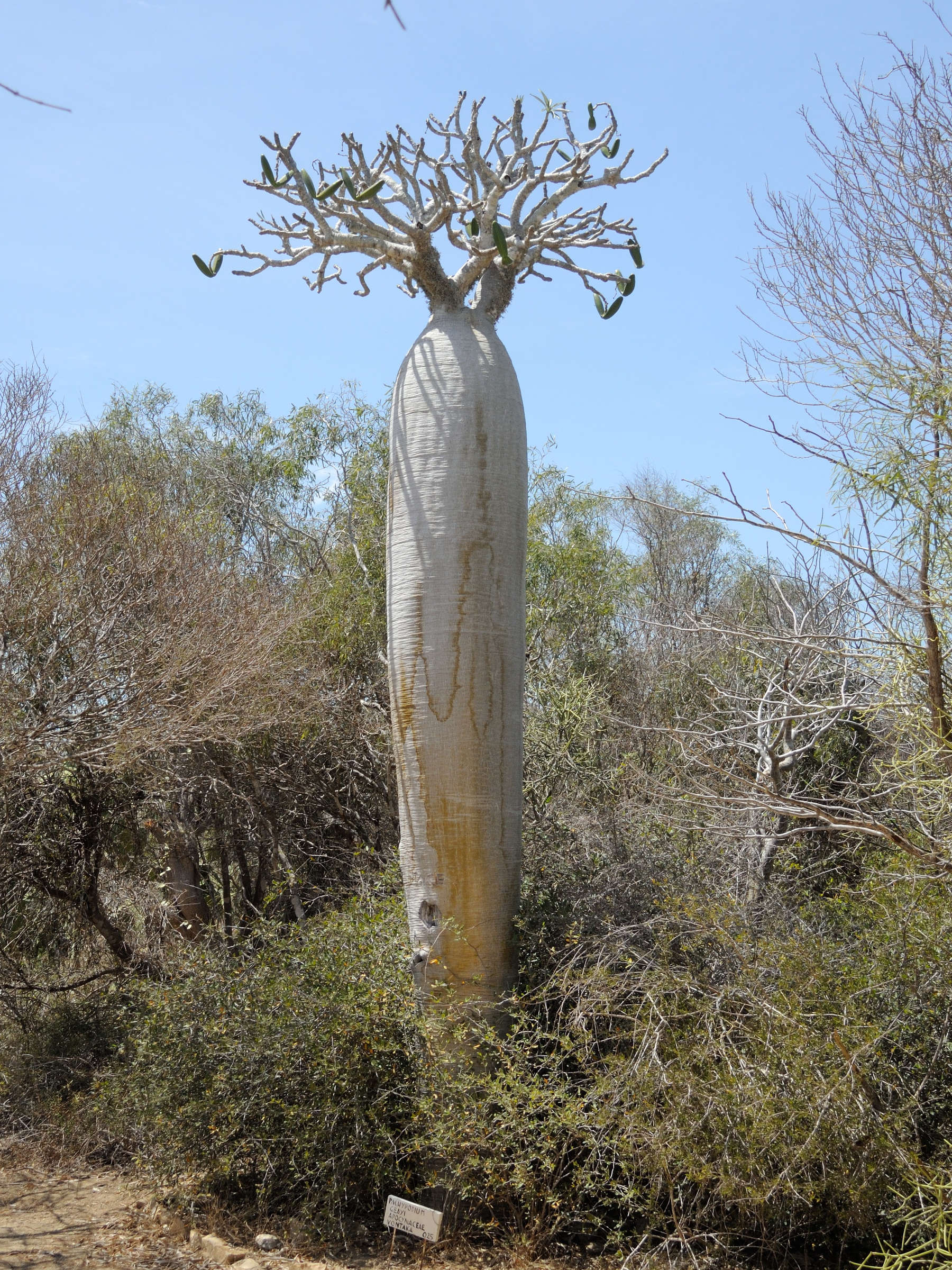 pachypodium_geayi1md