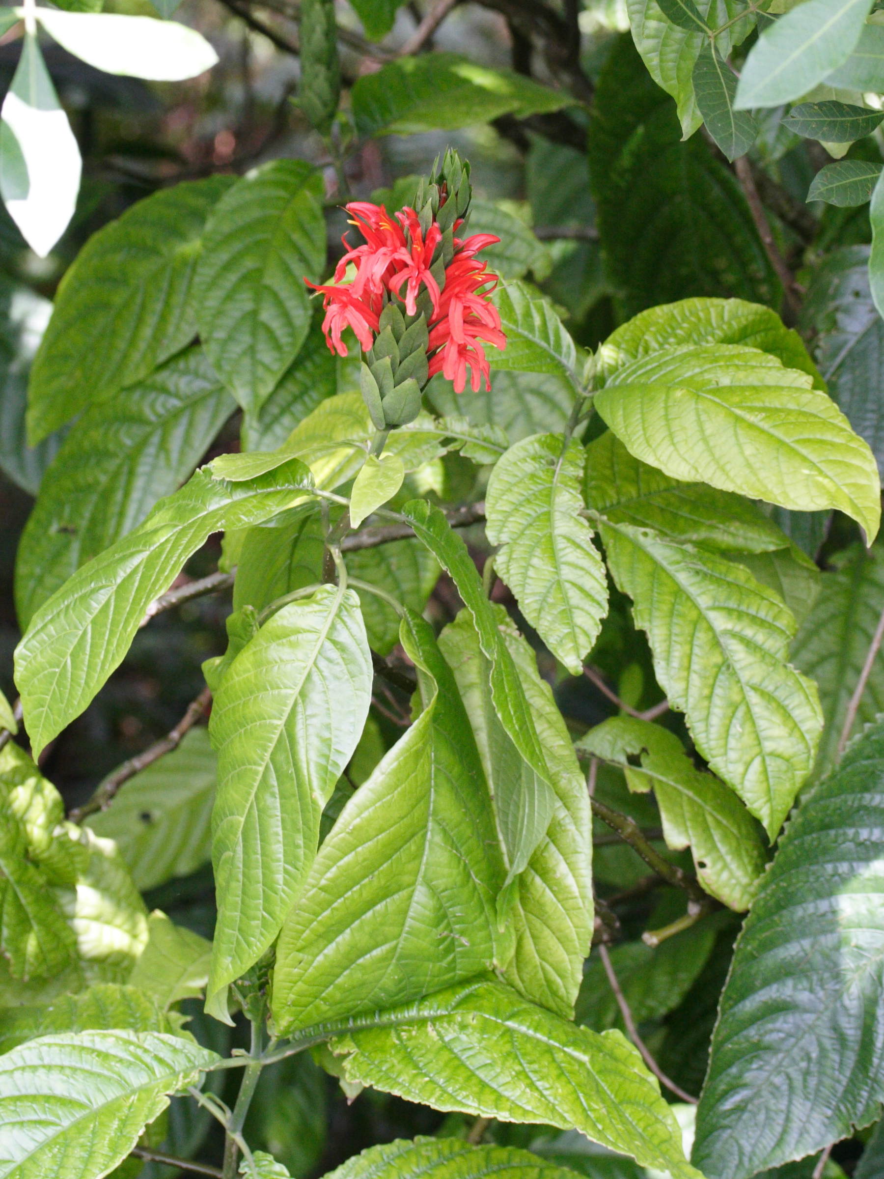 Afficher le média pachystachys_spicata1md pachystachys_spicata1md