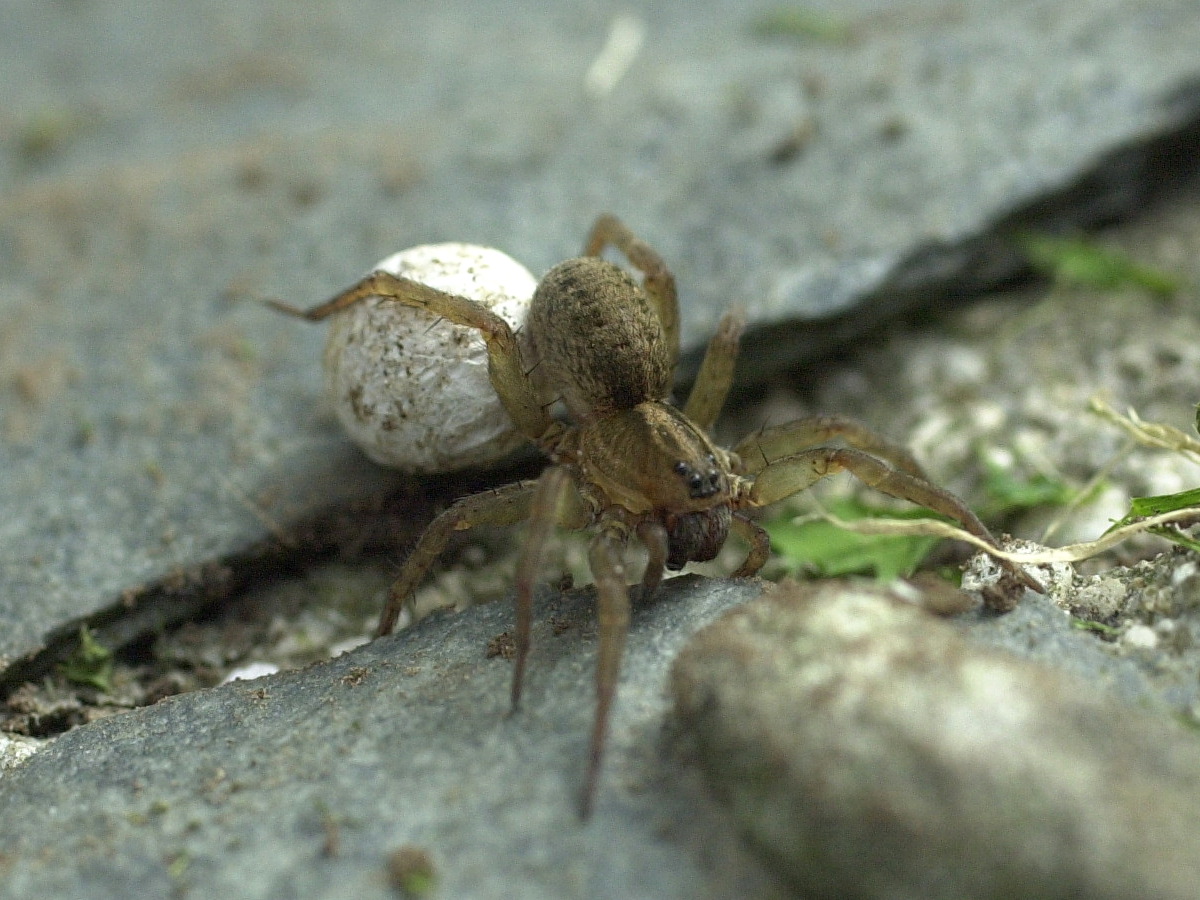 pardosa_nigriceps1md