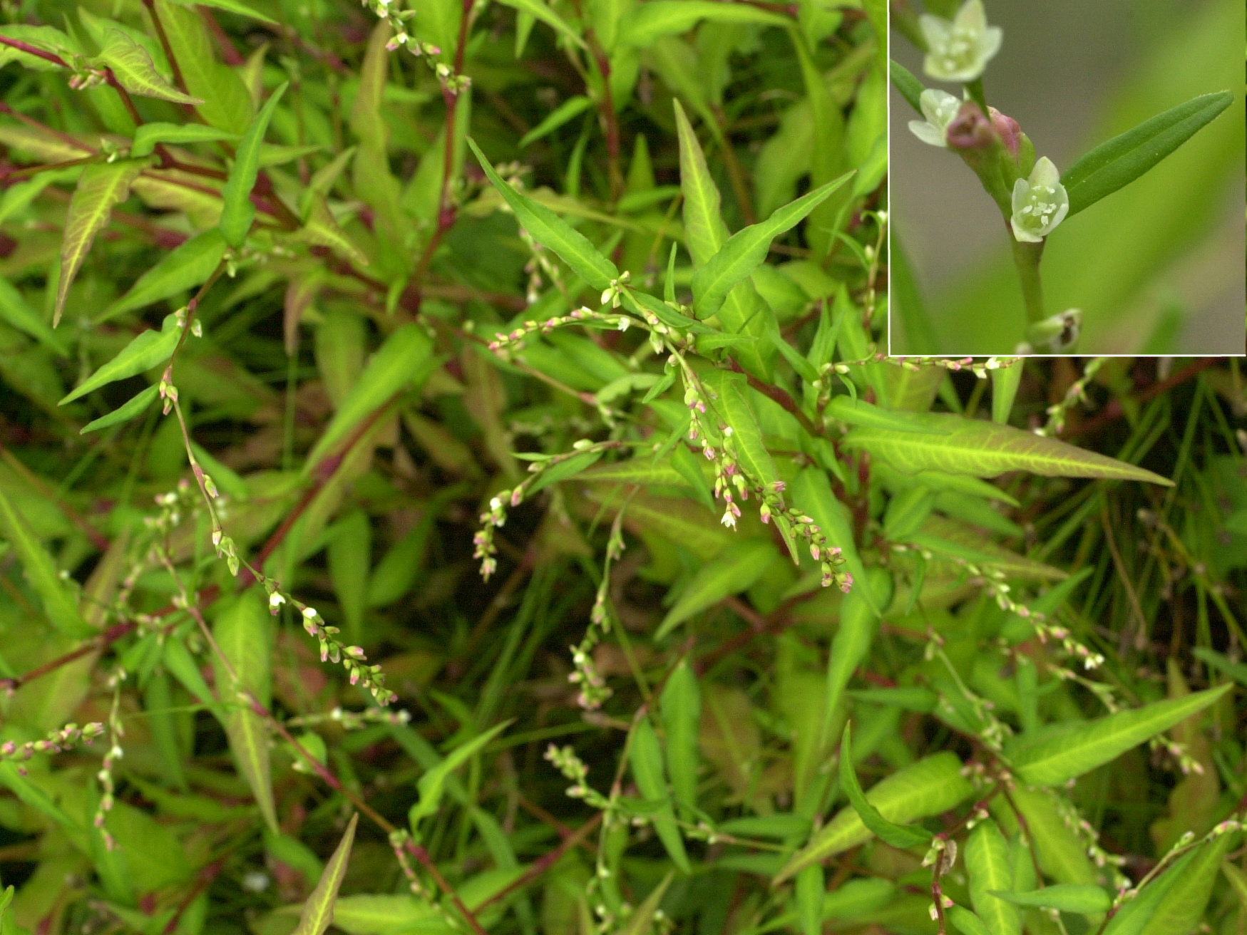 Afficher le média persicaria_hydropiper2md persicaria_hydropiper2md