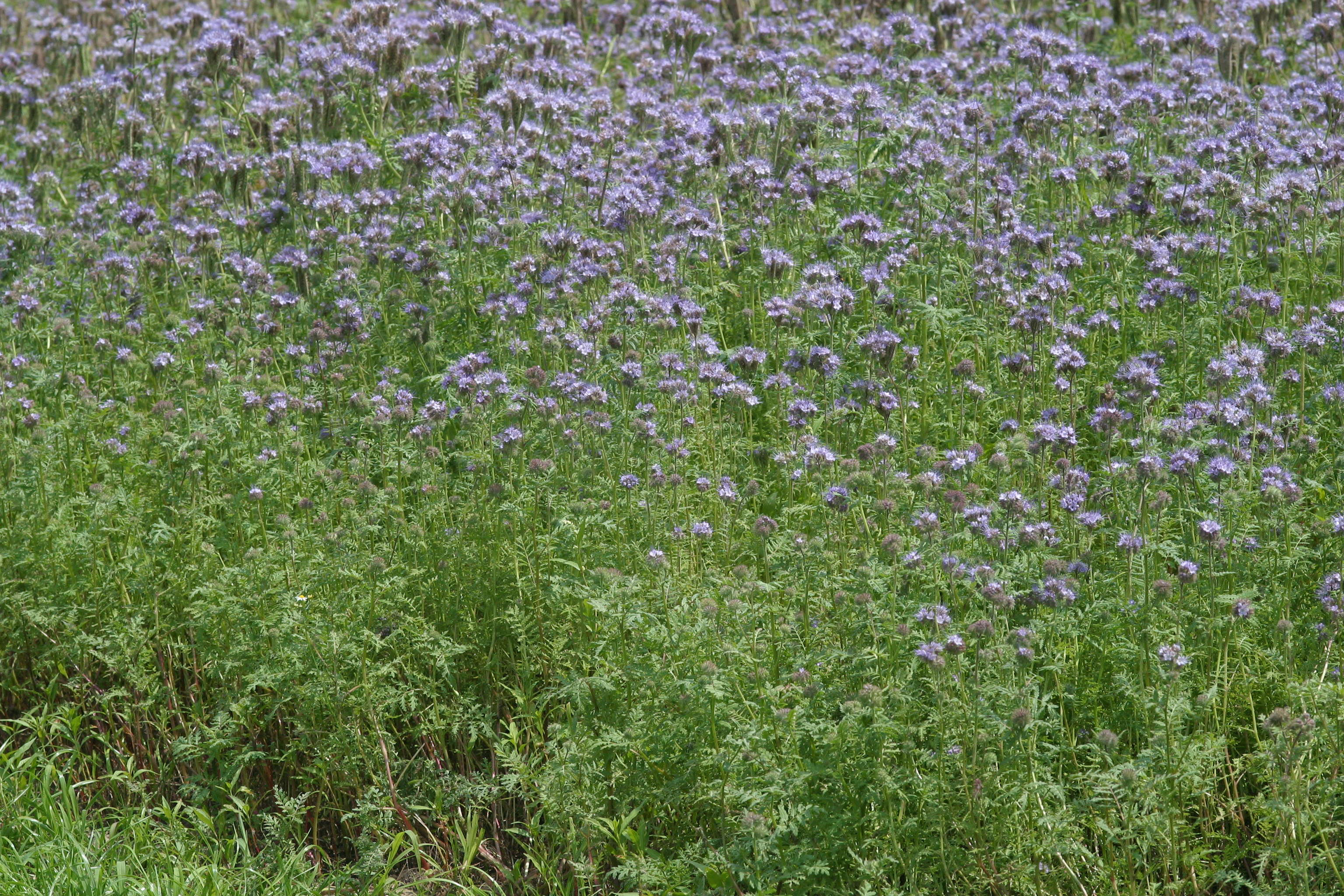 Afficher le média phacelia_tanacetifolia1bd phacelia_tanacetifolia1bd