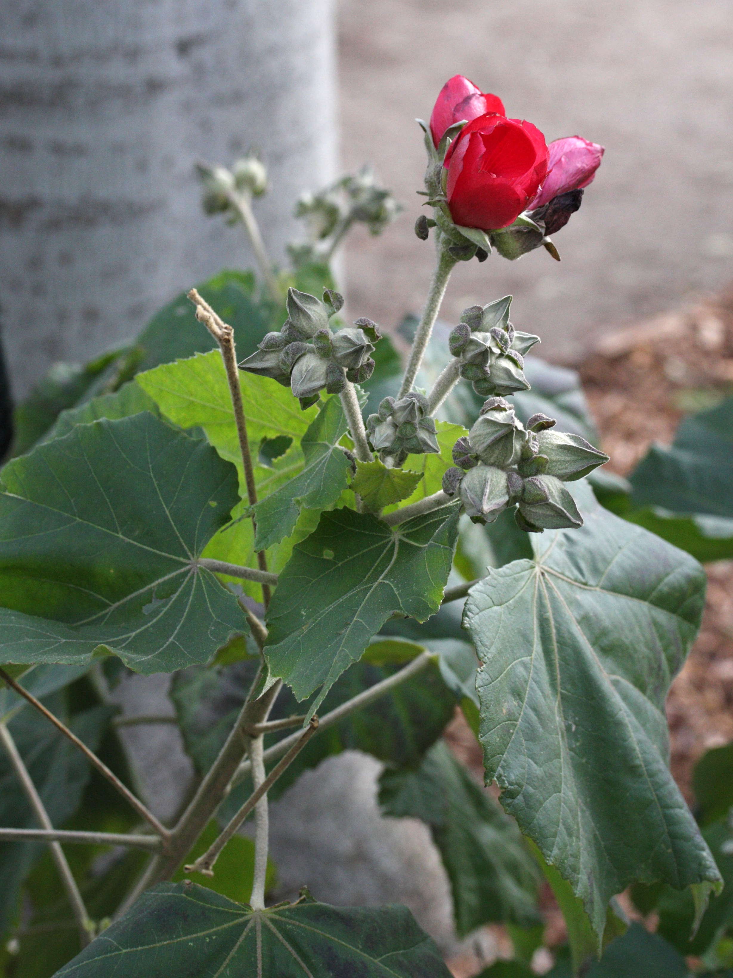 phymosia_umbellata2md