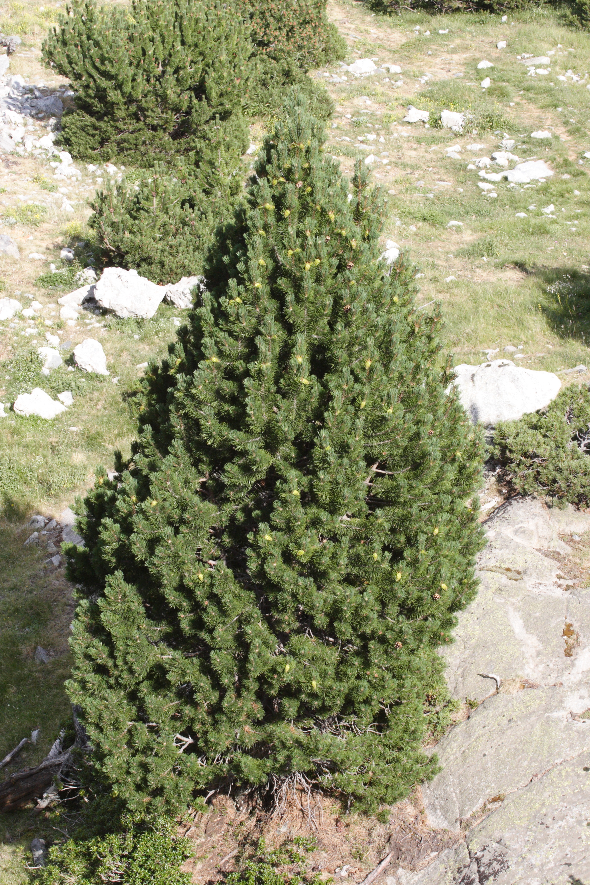 pinus_uncinata6md