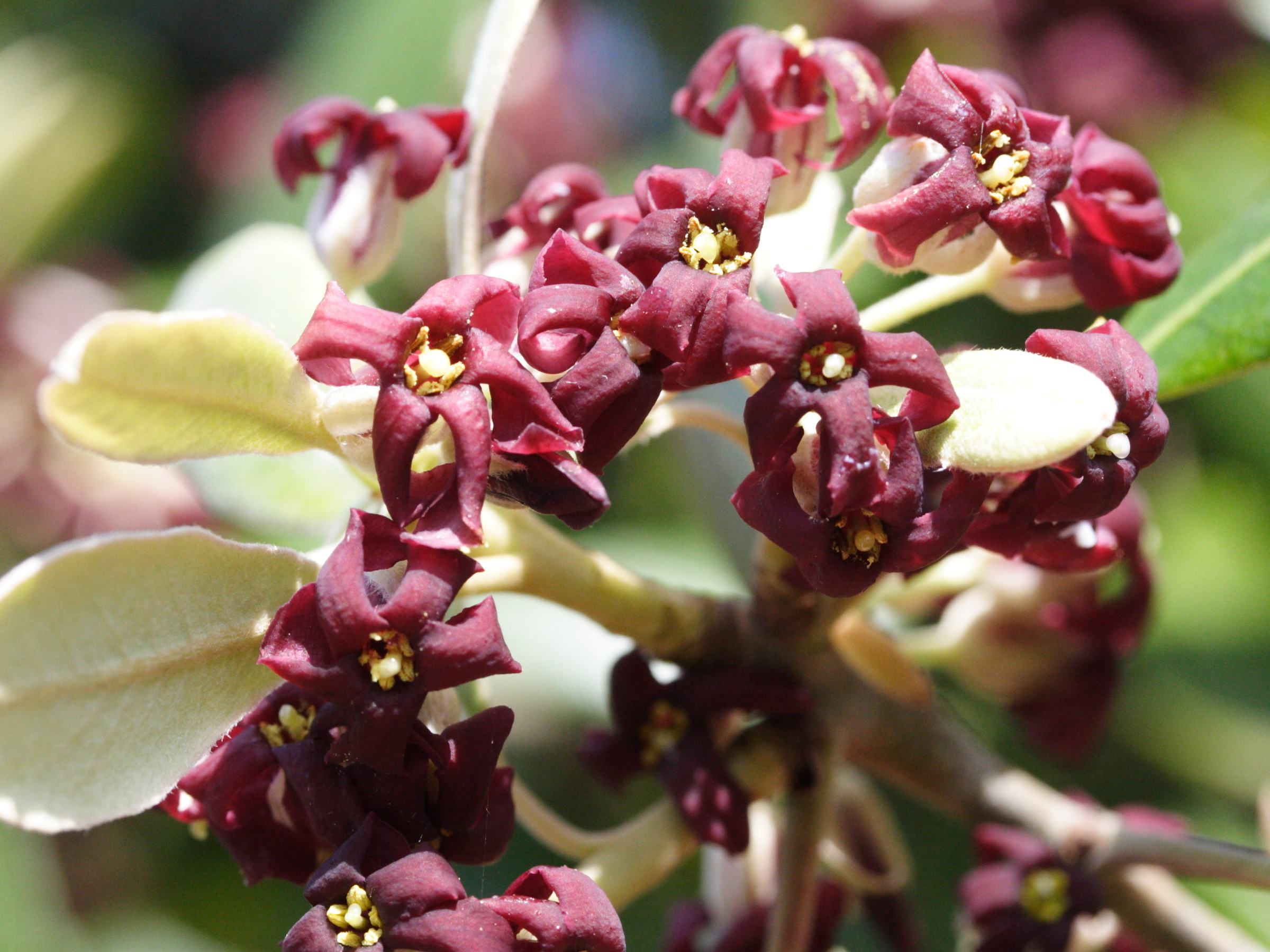 pittosporum_ralphii2md