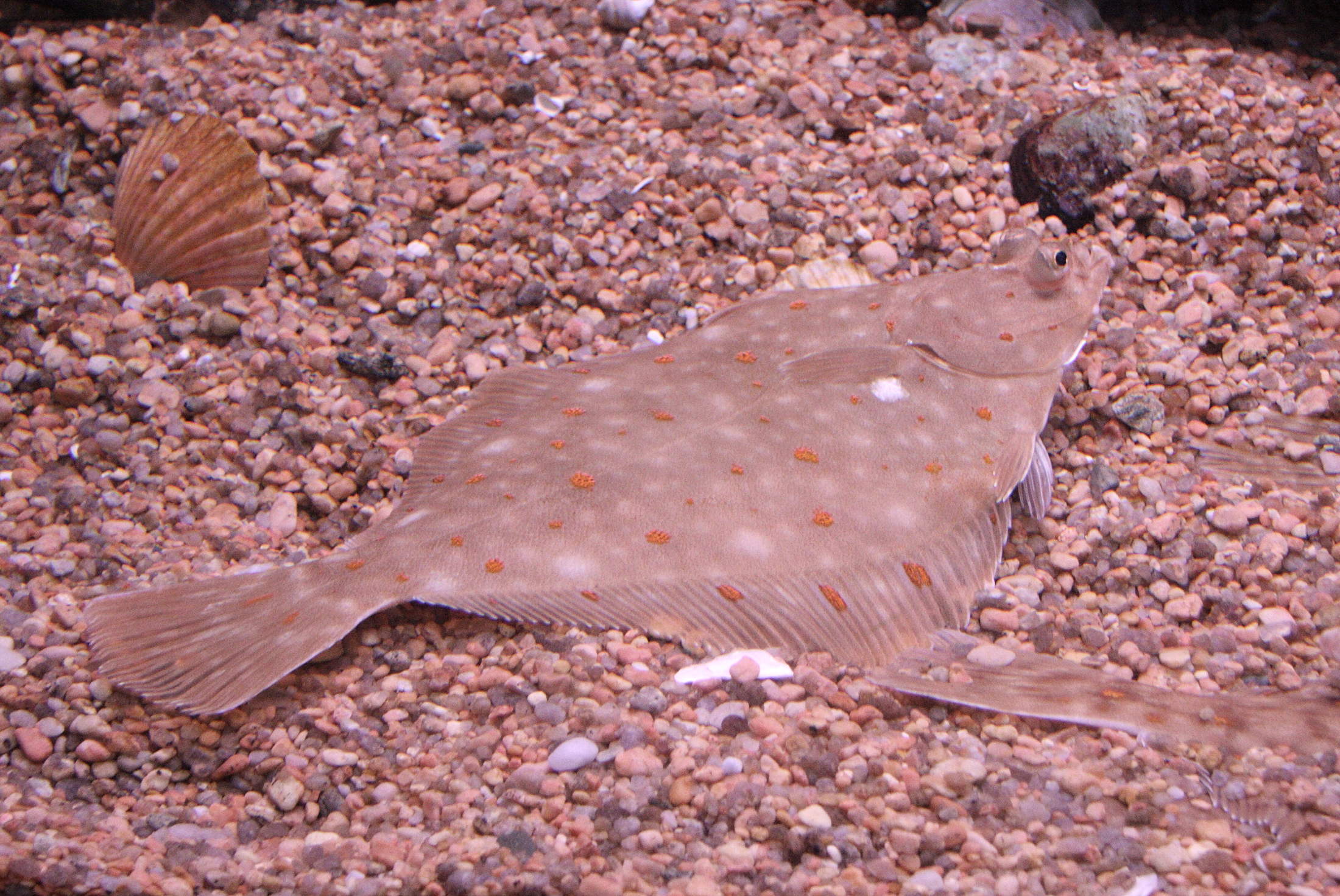 Afficher le média pleuronectes_platessa4sd pleuronectes_platessa4sd