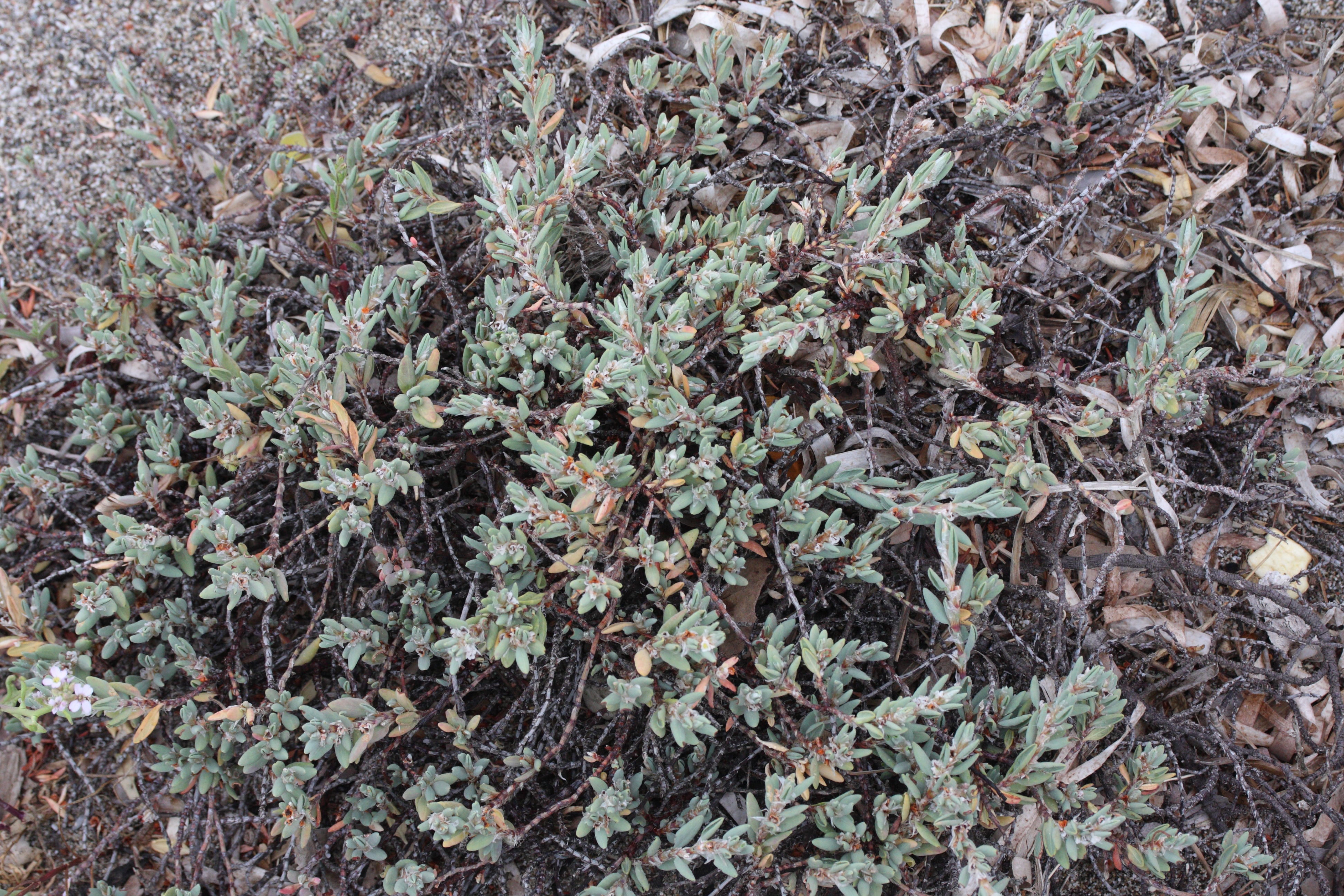 Afficher le média polygonum_maritimum4md polygonum_maritimum4md