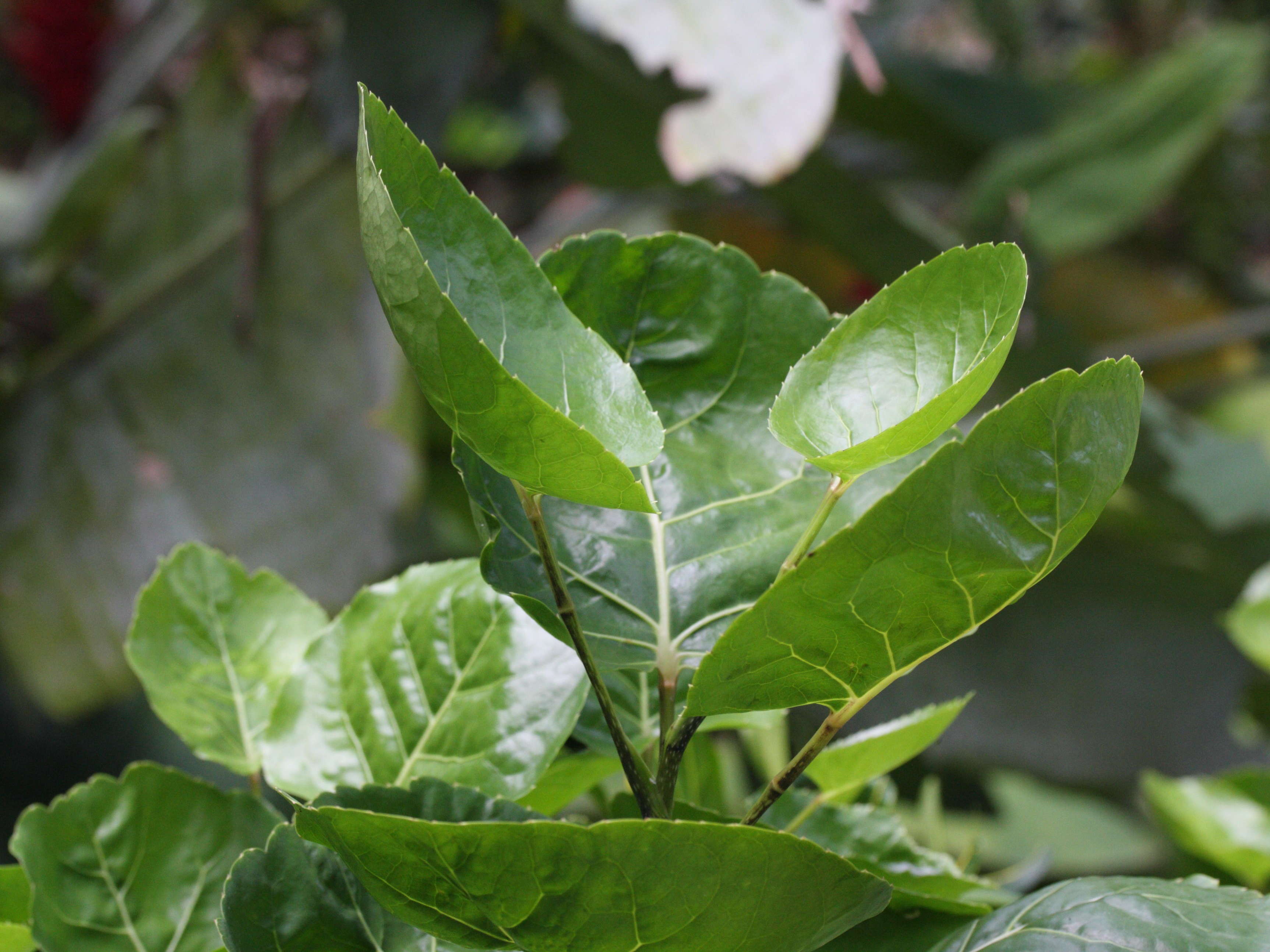 polyscias_scutellaria1md