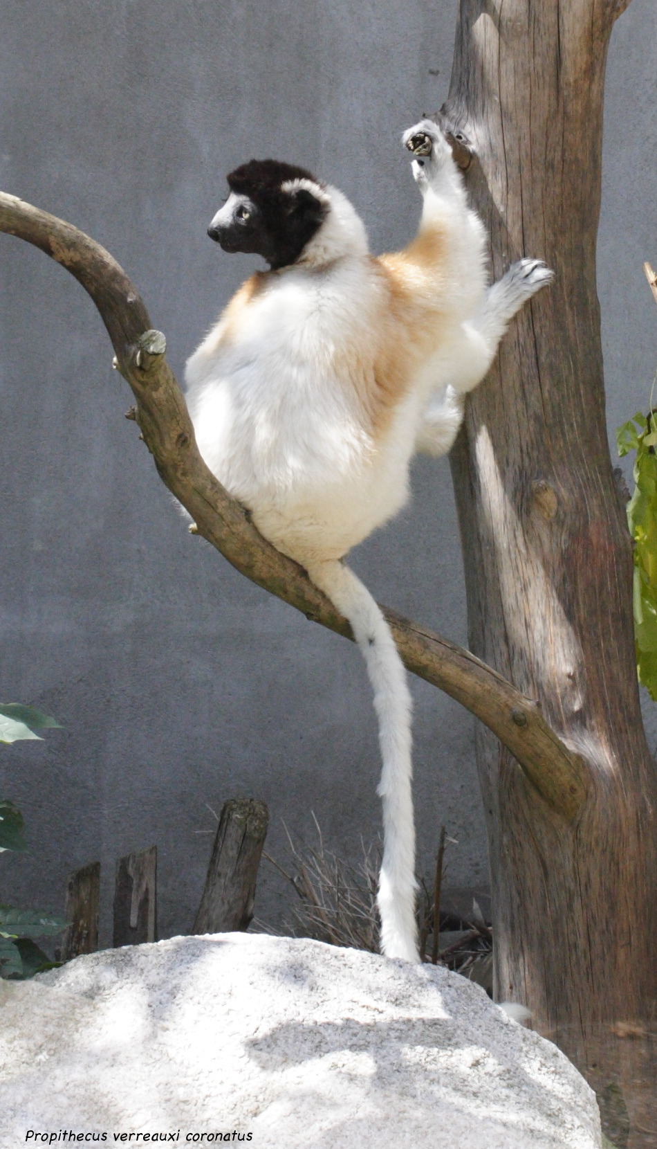 propithecus_coronatus3md