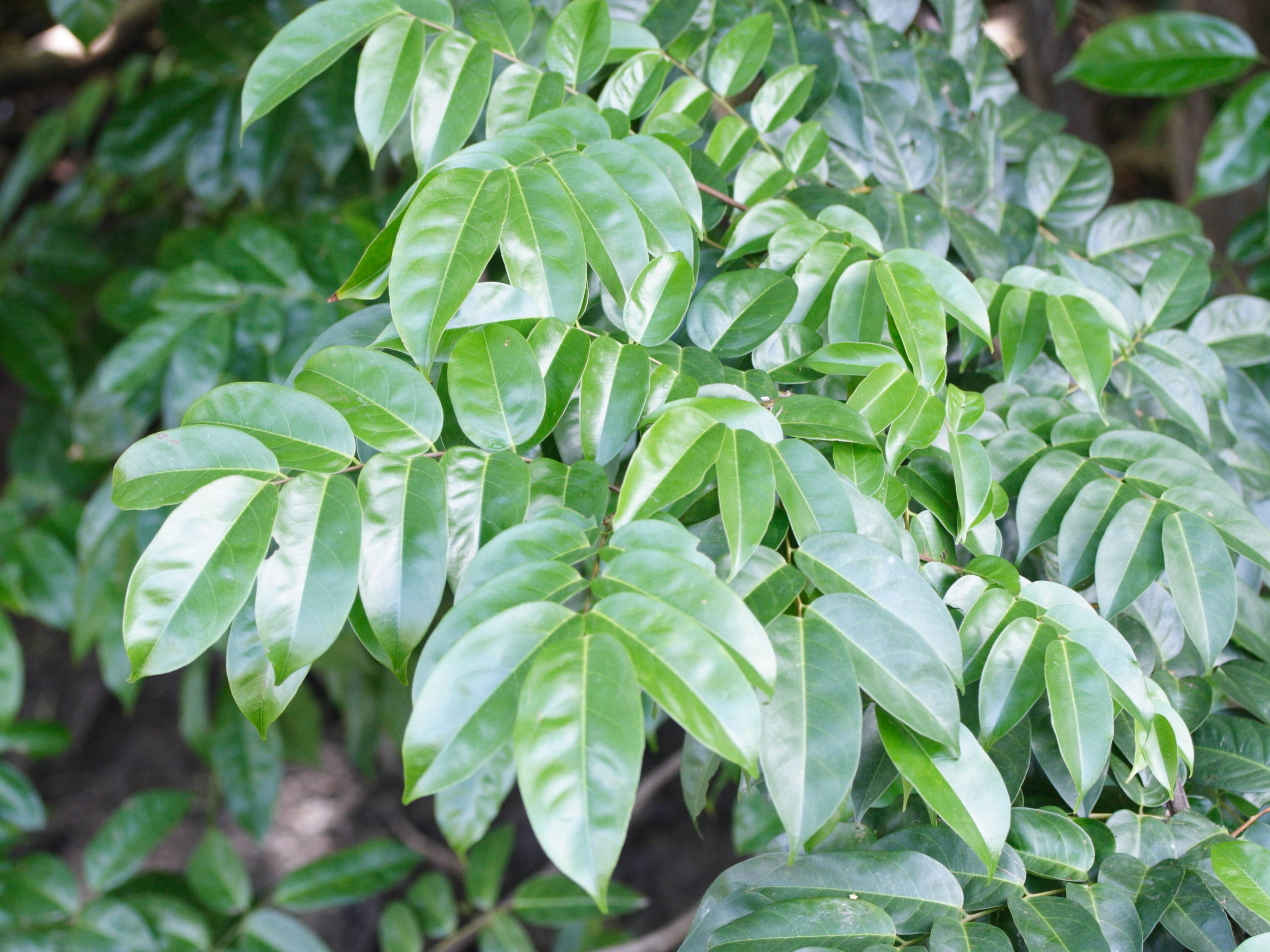 pterocarpus_officinalis4md