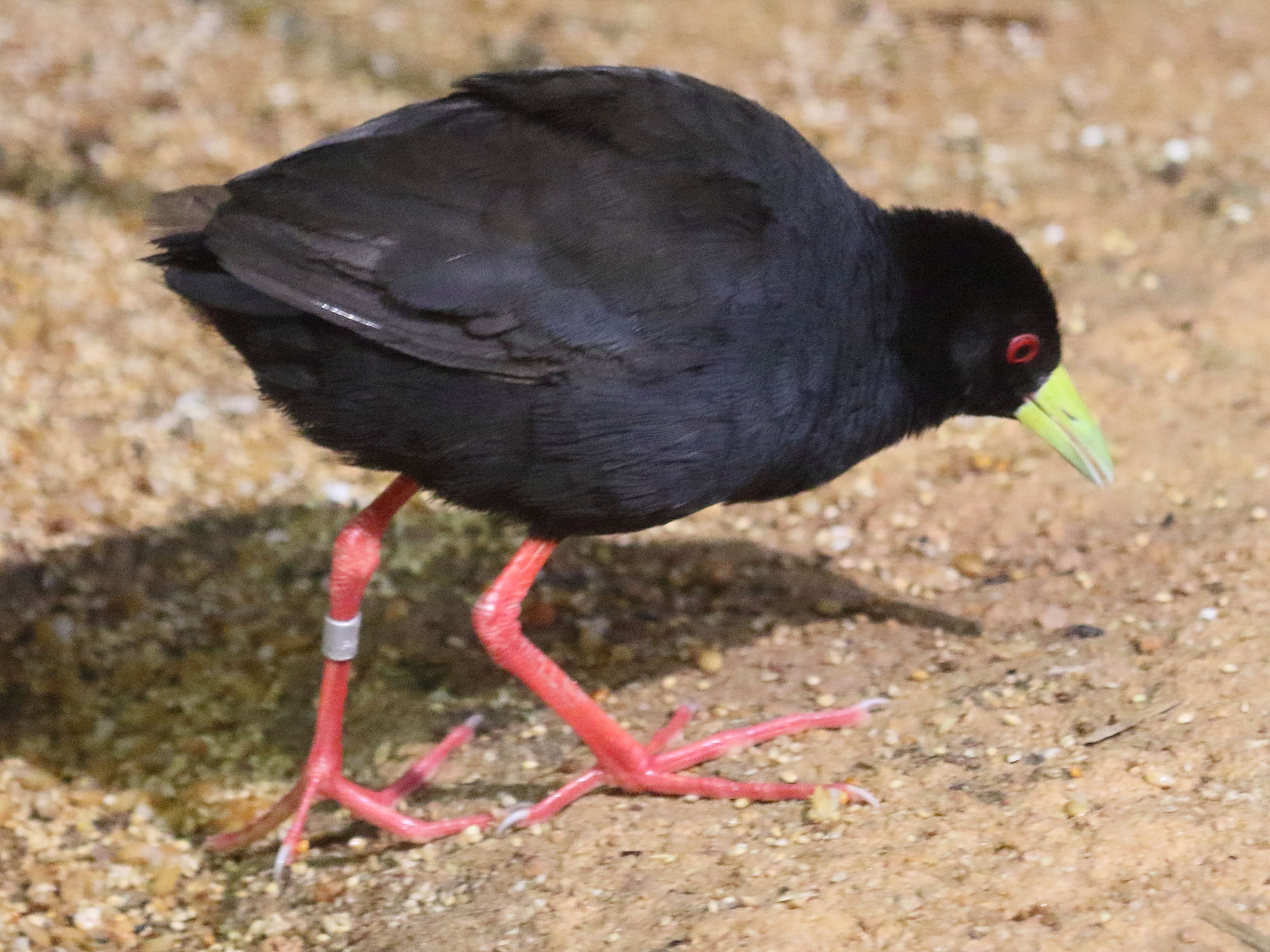 rale_a_bec_jaune_-_amaurornis_flavirostra4bd