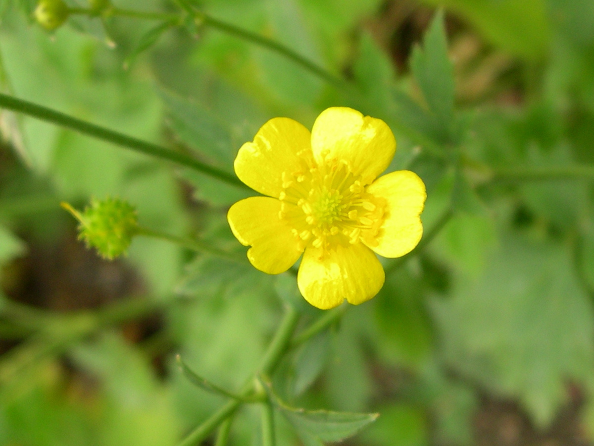 ranunculus_bulbosus3md