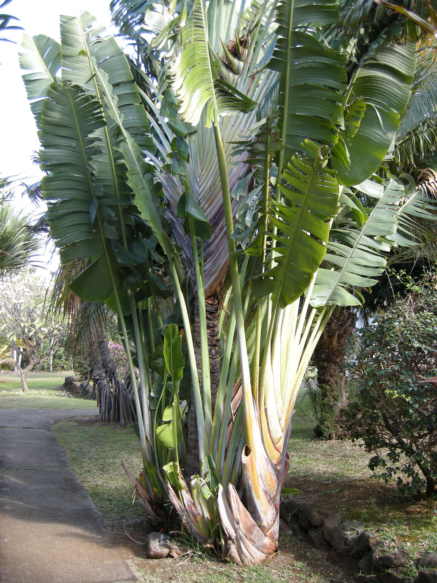 ravenala_madagascariensis2md