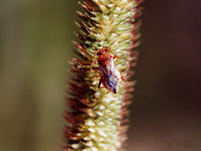 rhopalus_subrufus1md