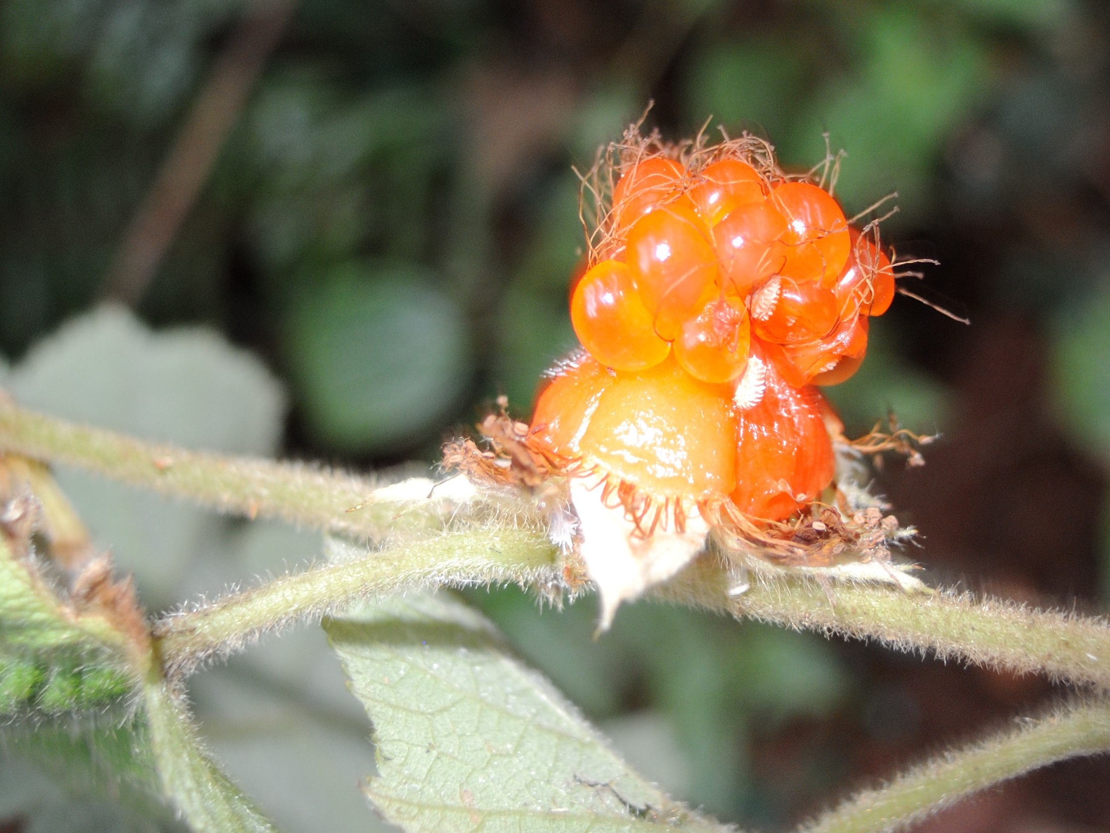 rubus_alceifolius6md