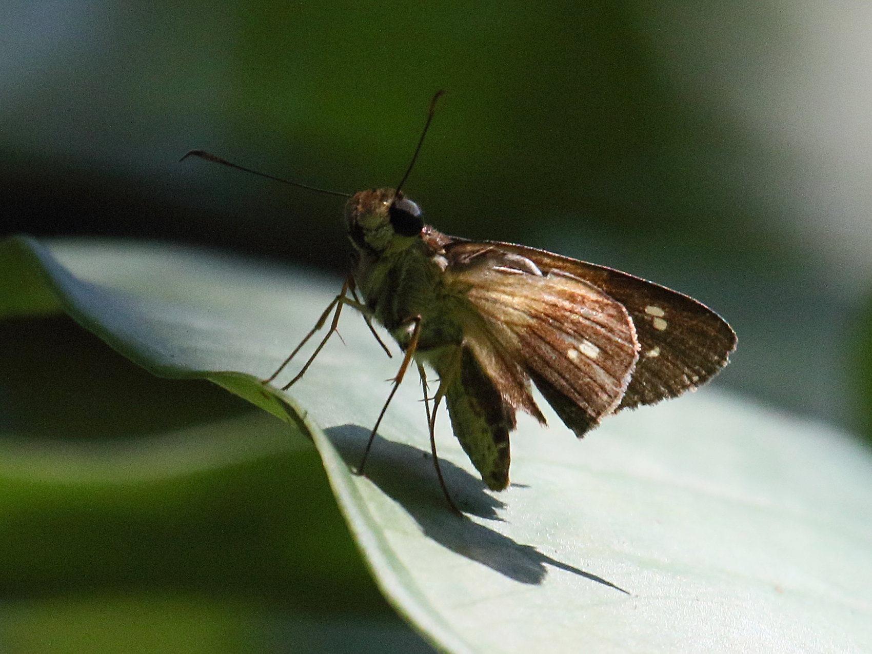 saliana_triangularis1bd