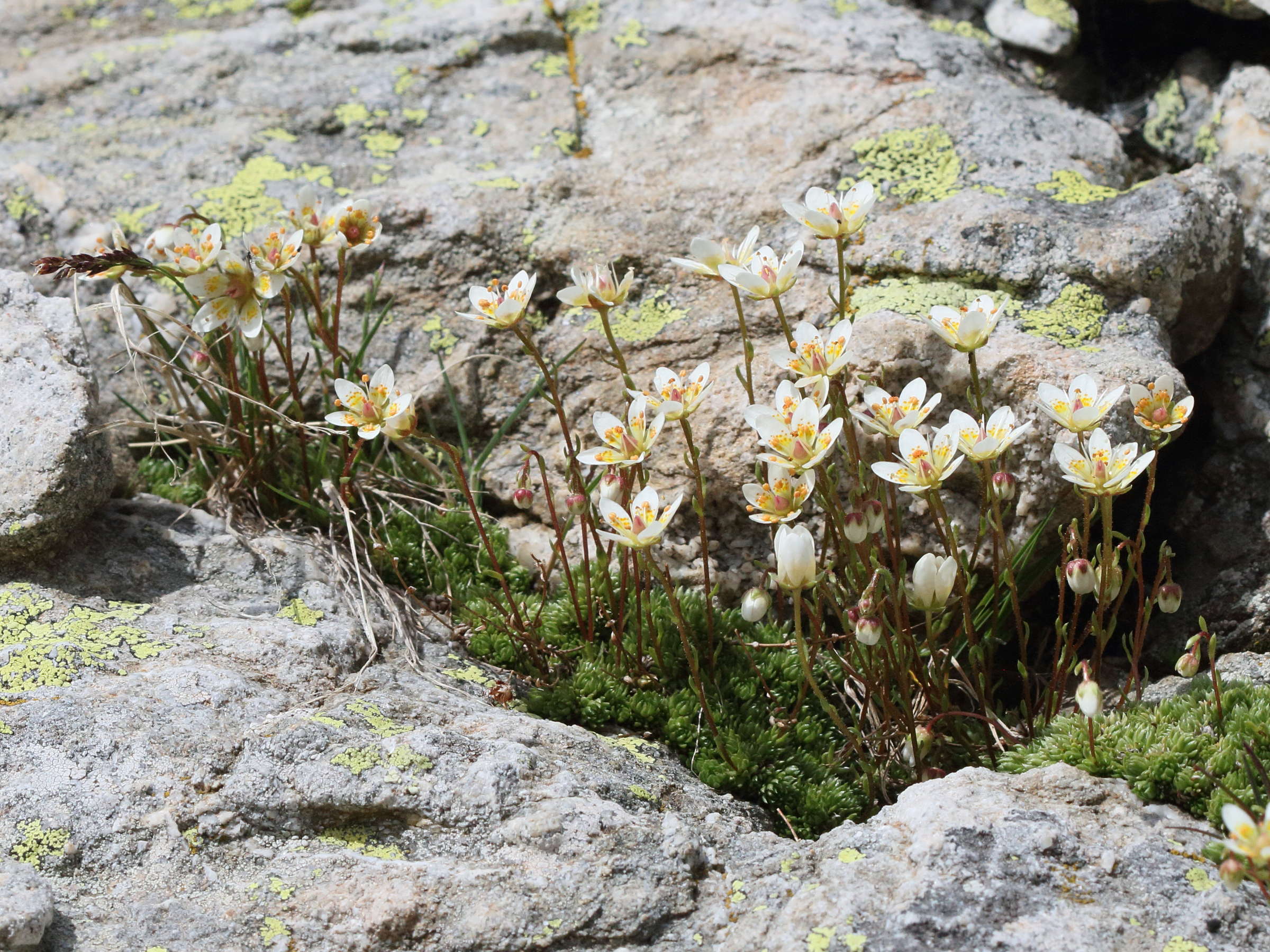 saxifraga_bryoides1bd