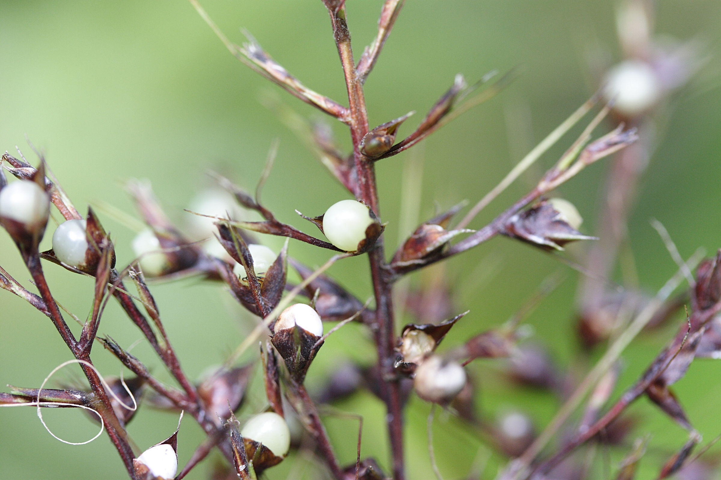 scleria_latifolia2md