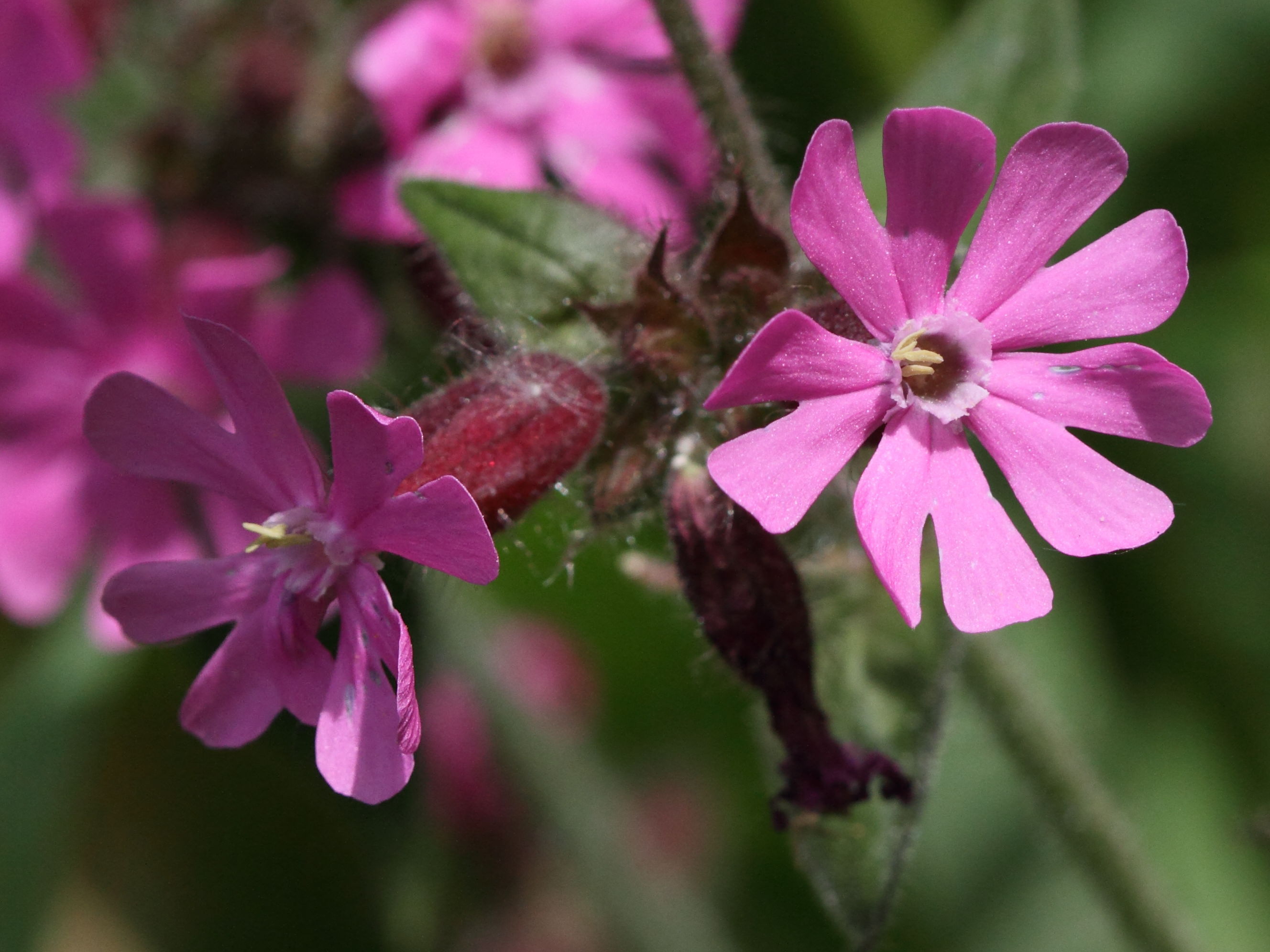 Afficher le média silene_dioica4bd silene_dioica4bd