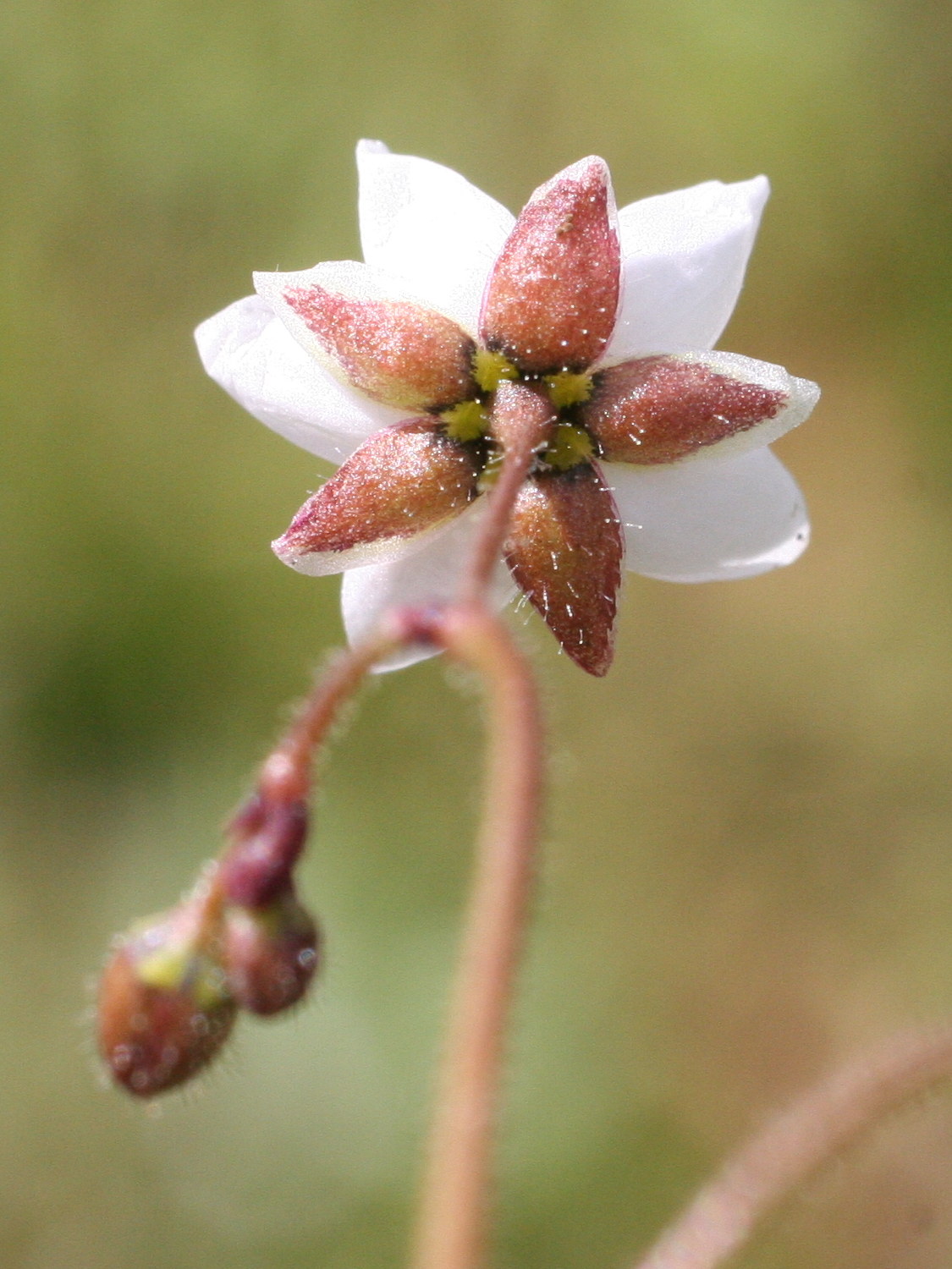 spergula_arvensis4md