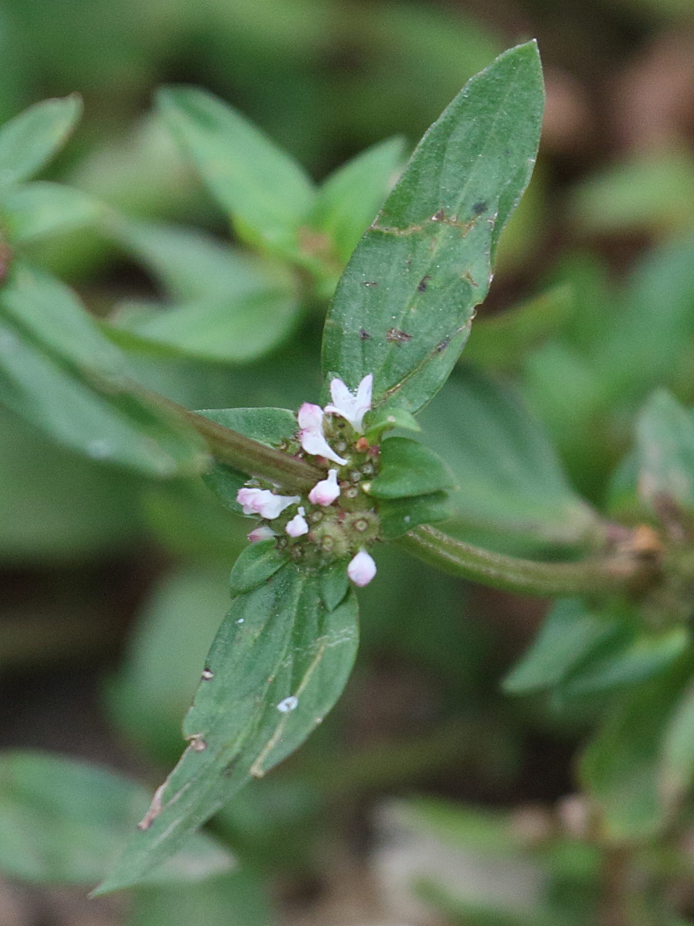 spermacoce_prostrata4bd