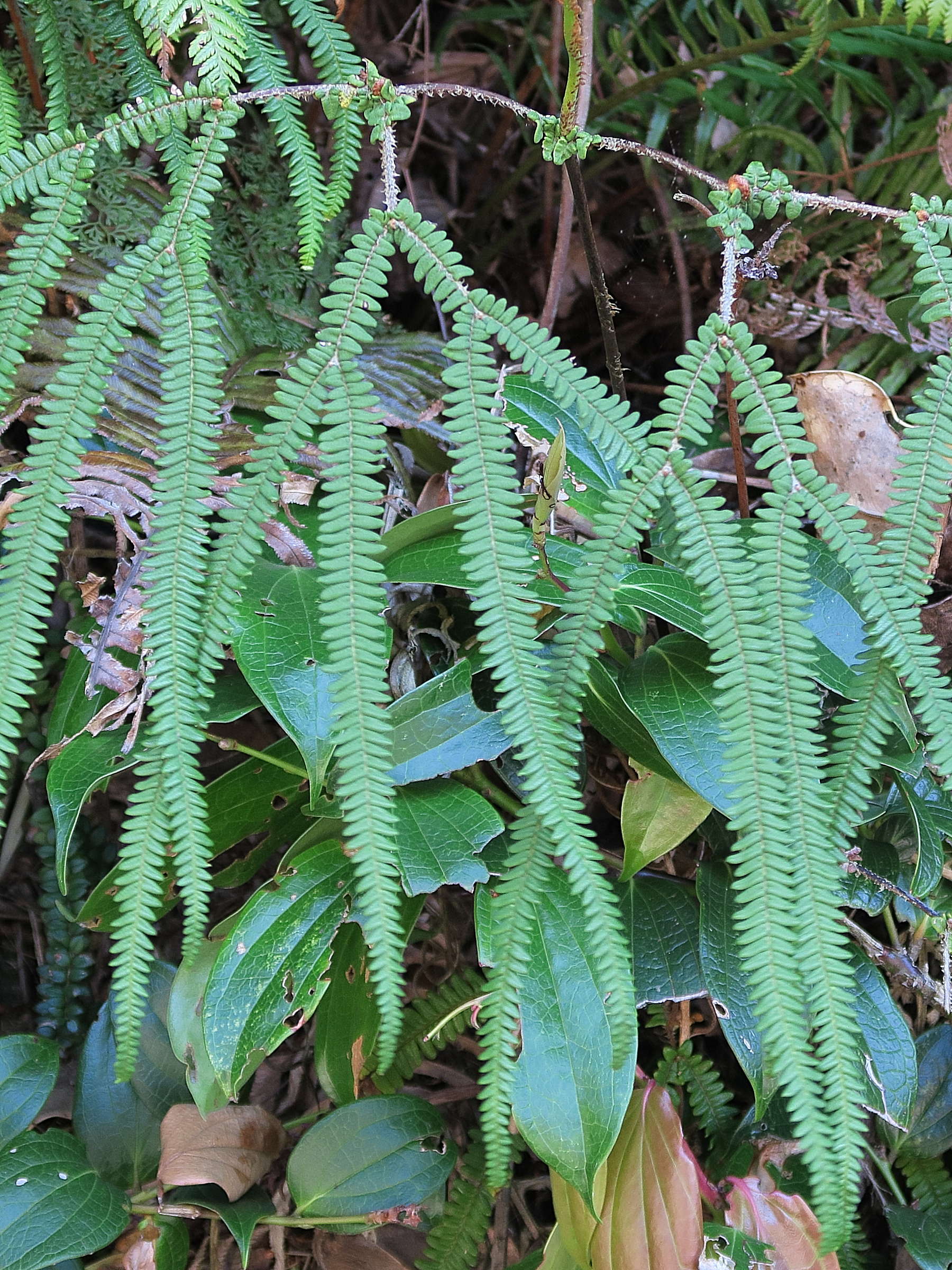 sticherus_revolutus2md