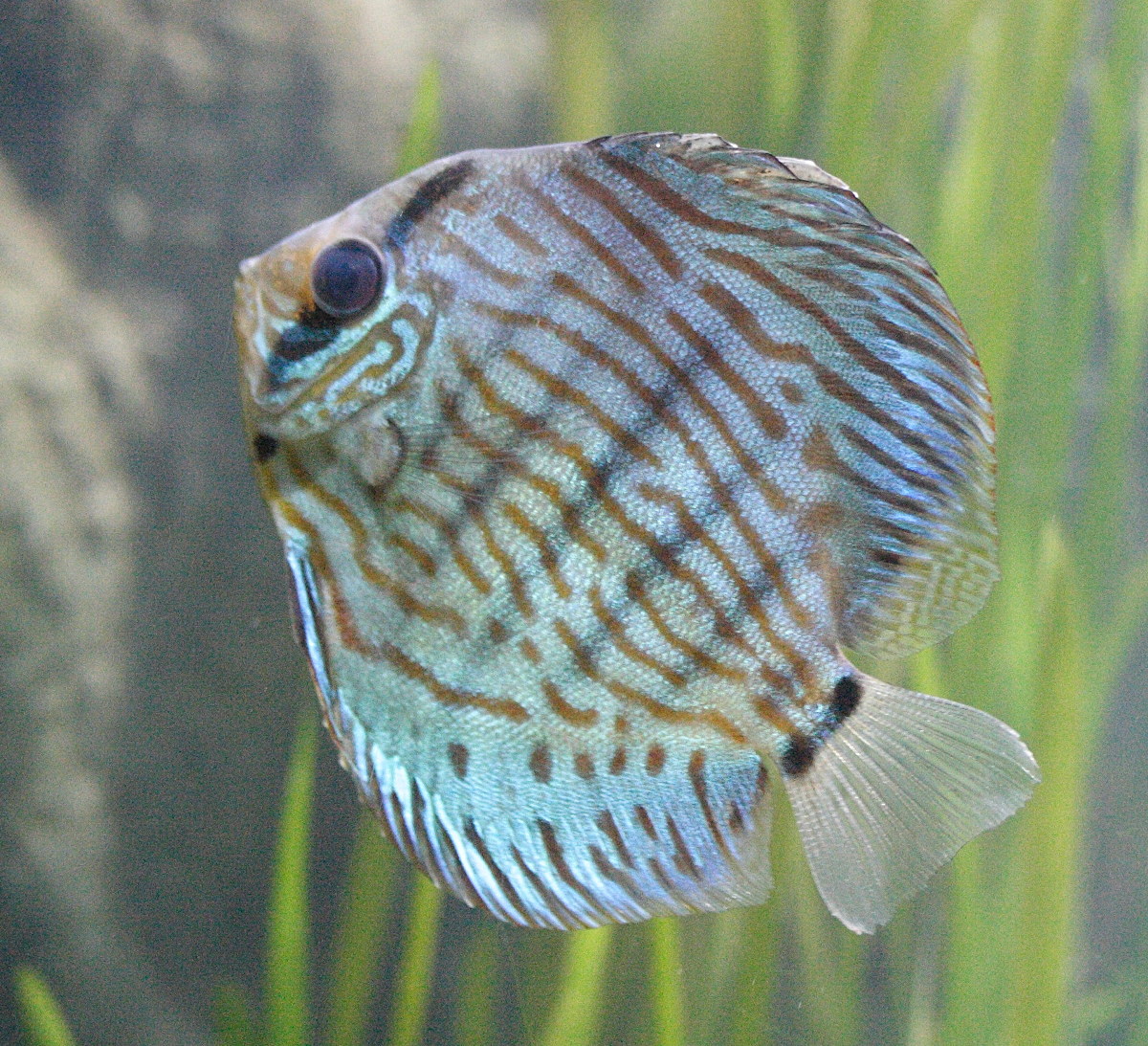 Afficher le média symphysodon_aequifasciatus4md symphysodon_aequifasciatus4md