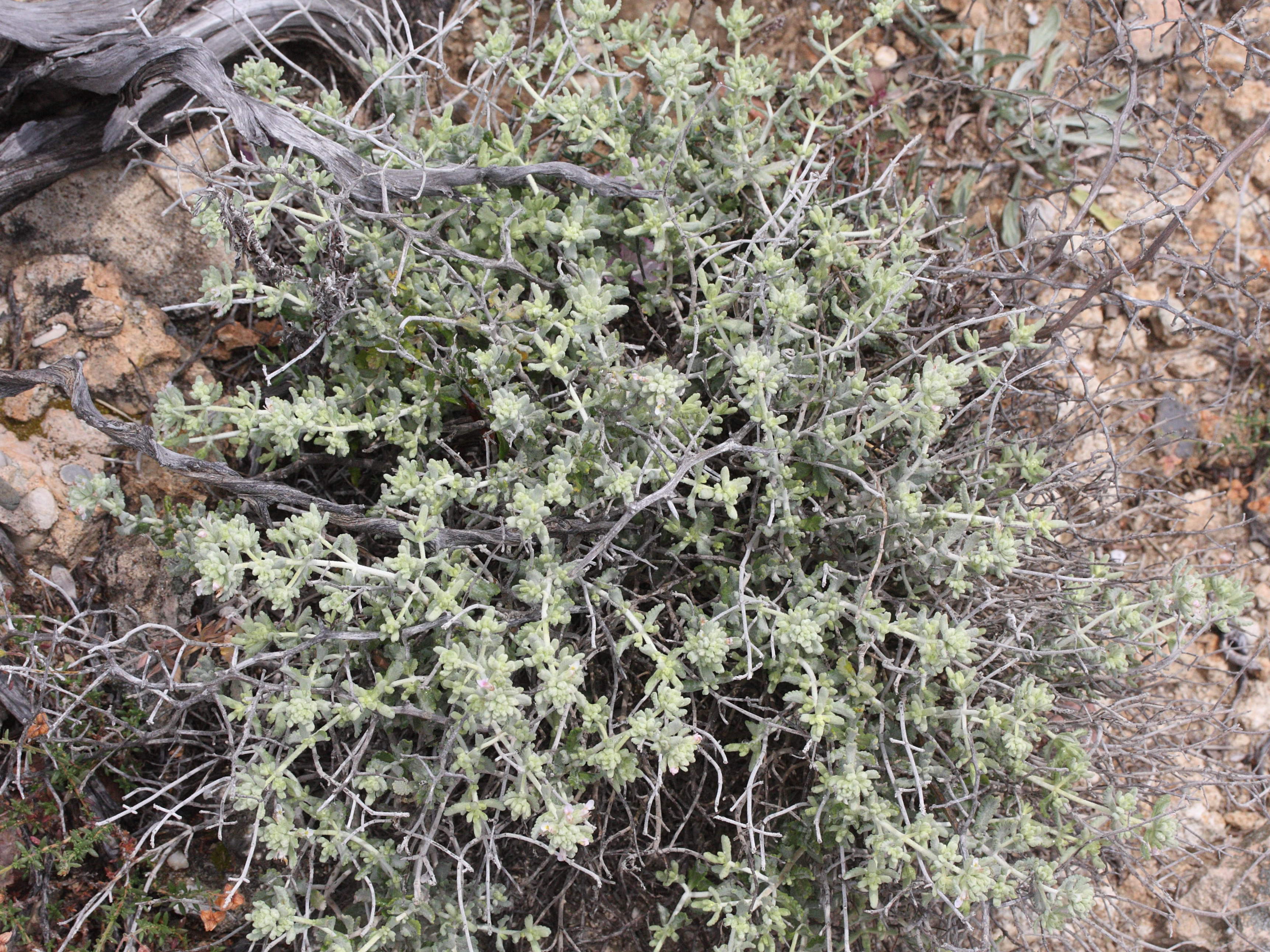 Afficher le média teucrium_capitatum3md teucrium_capitatum3md