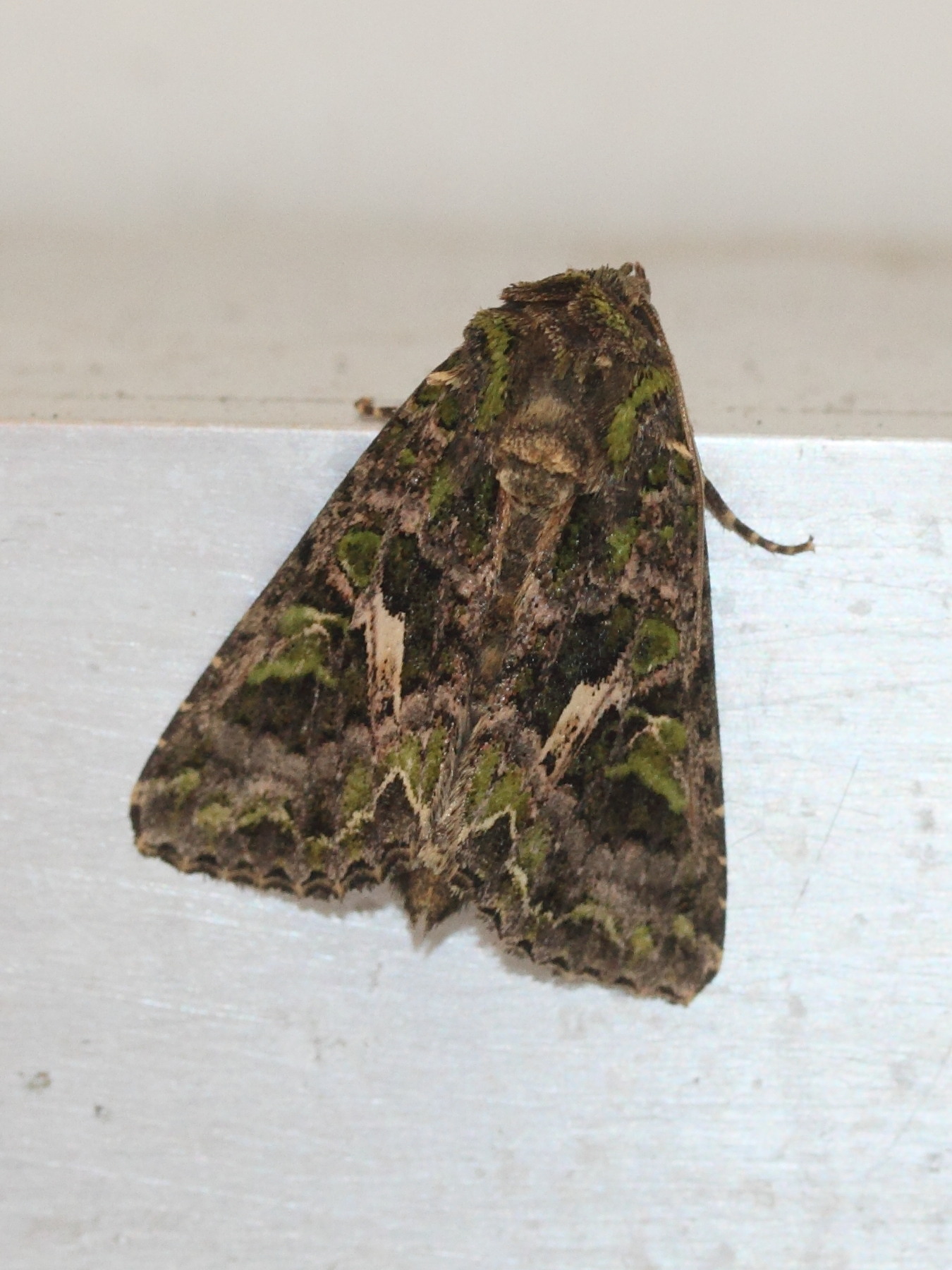 trachea_atriplicis2md