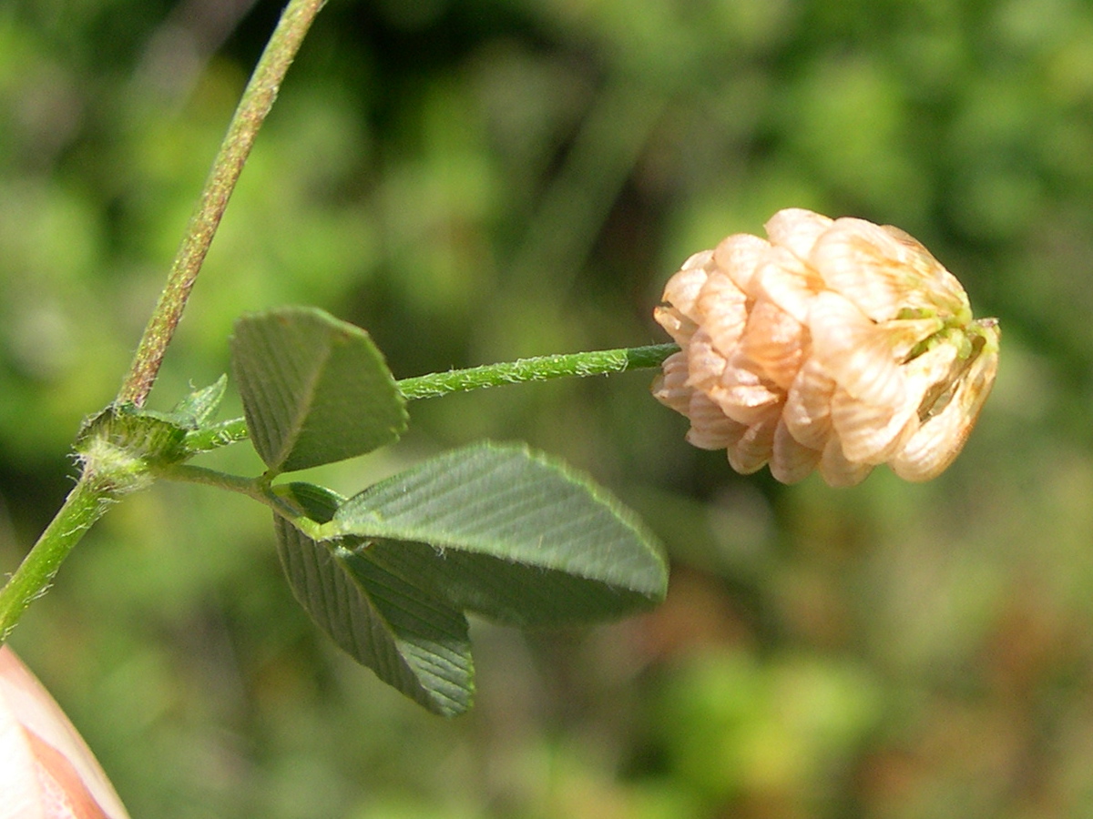 trifolium_campestre3md