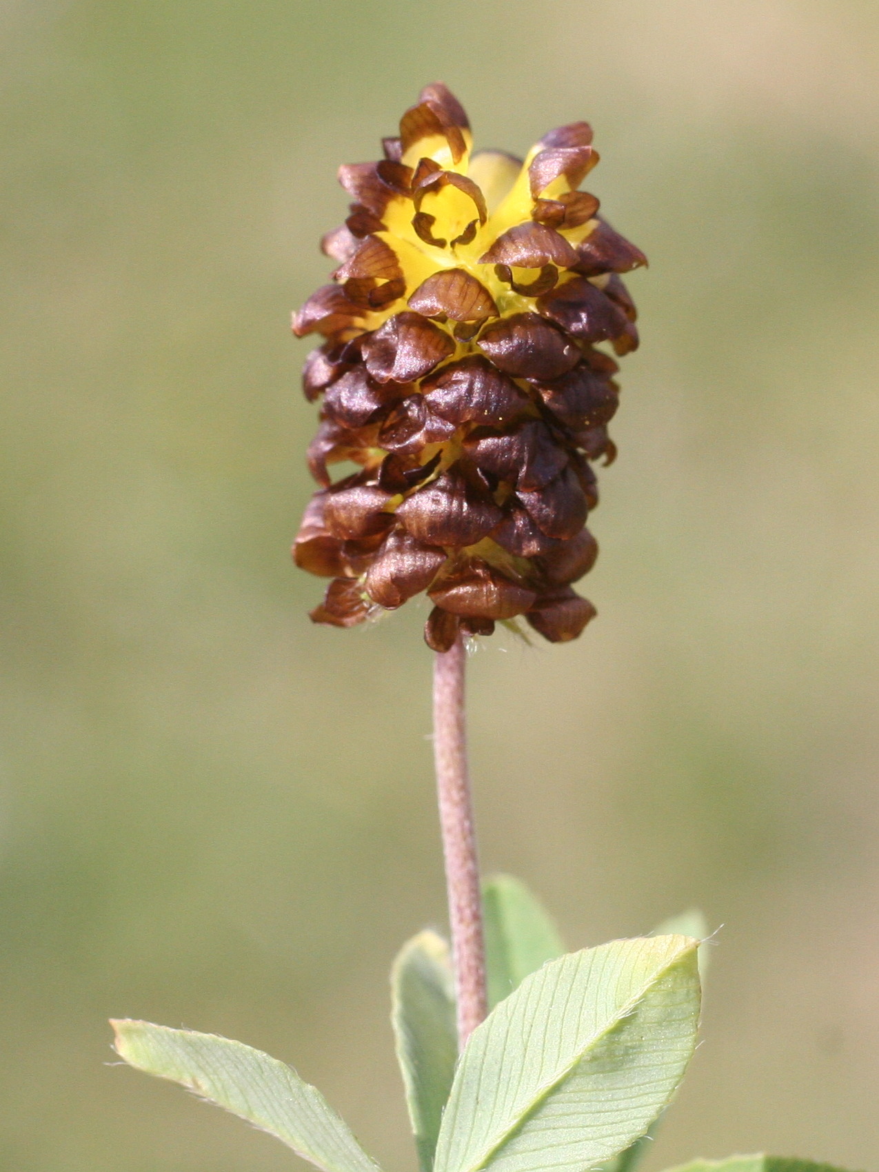 trifolium_spadiceum3md