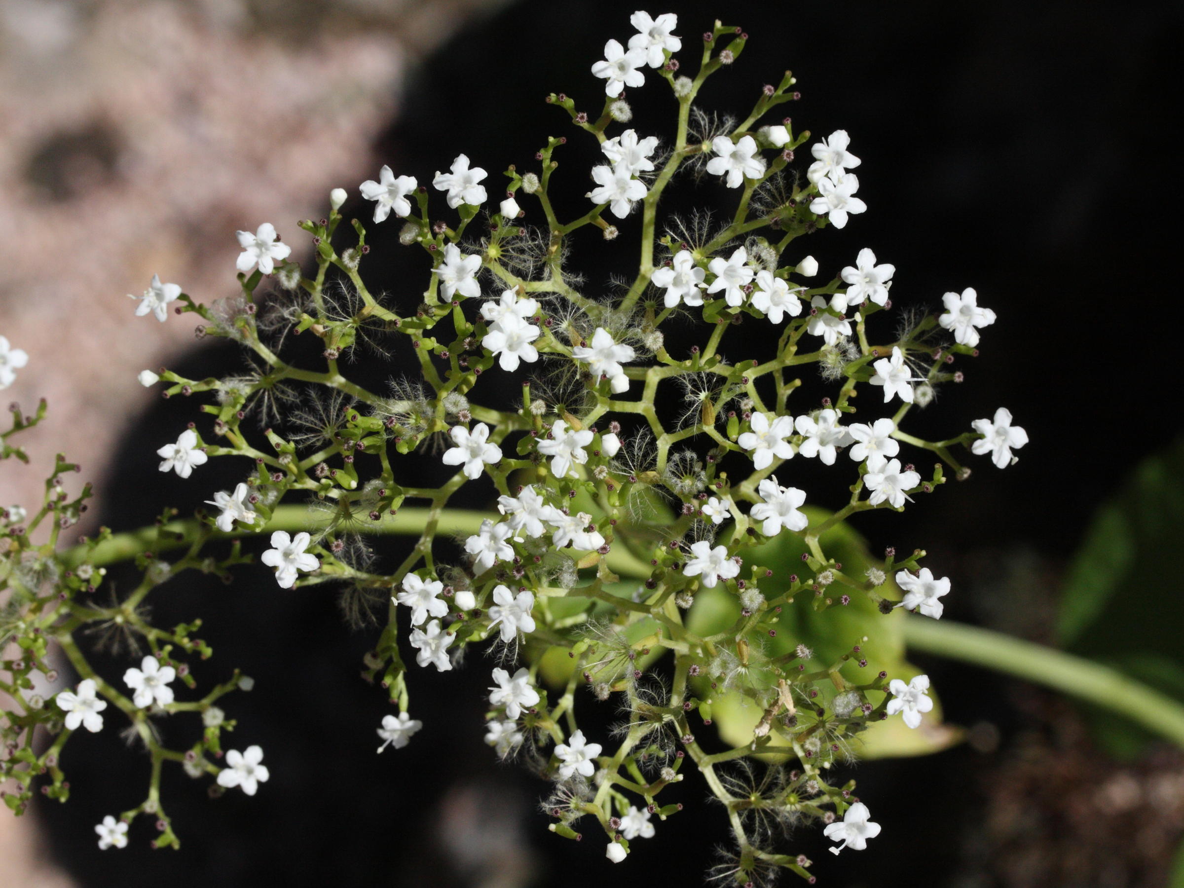 Afficher le média valeriana_alliariifolia2md valeriana_alliariifolia2md
