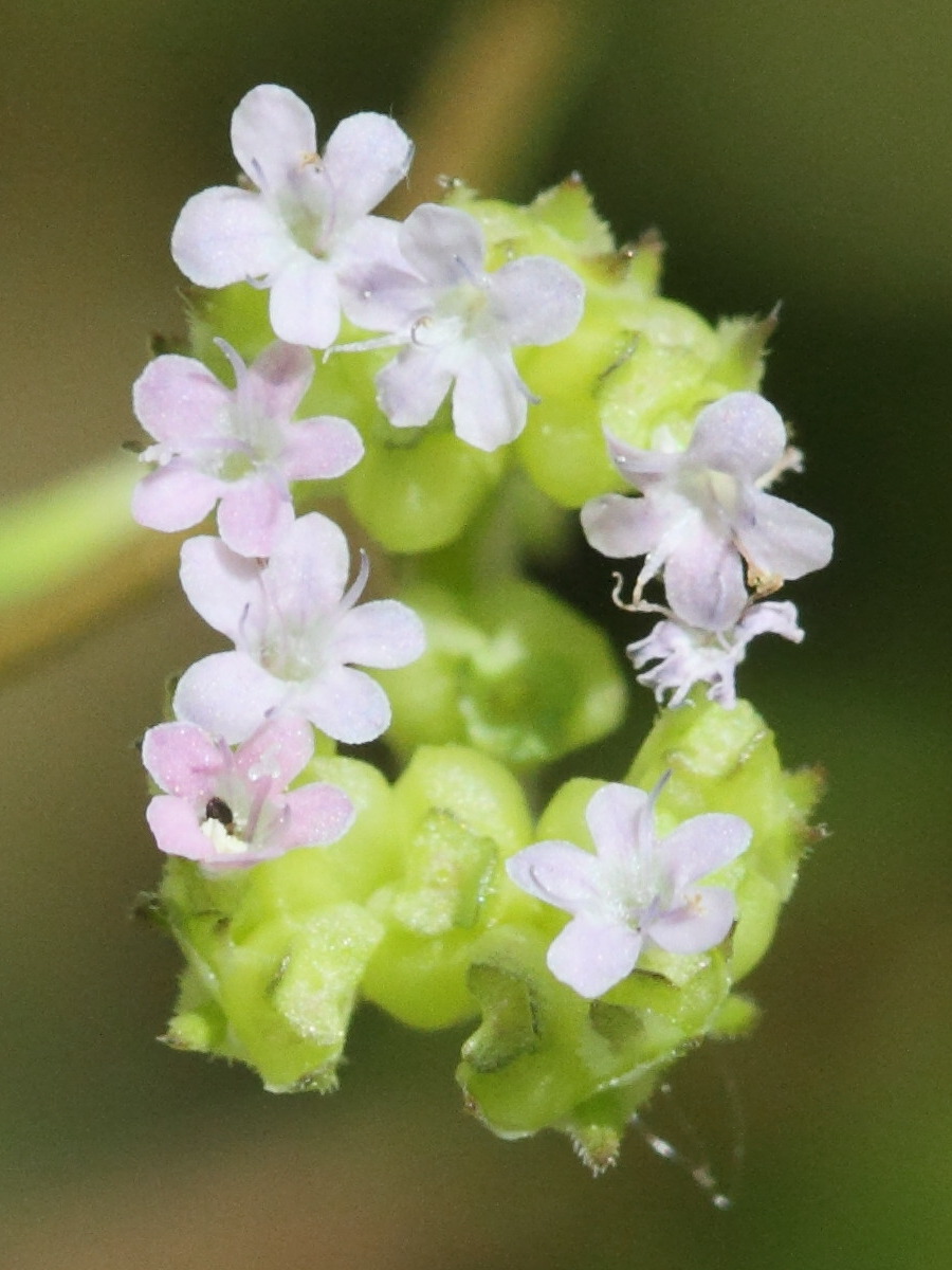 valerianella_dentata1bd