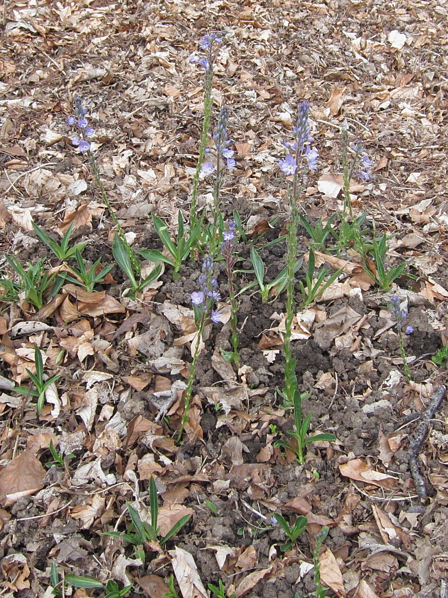 Afficher le média veronica_gentianoides1bd veronica_gentianoides1bd