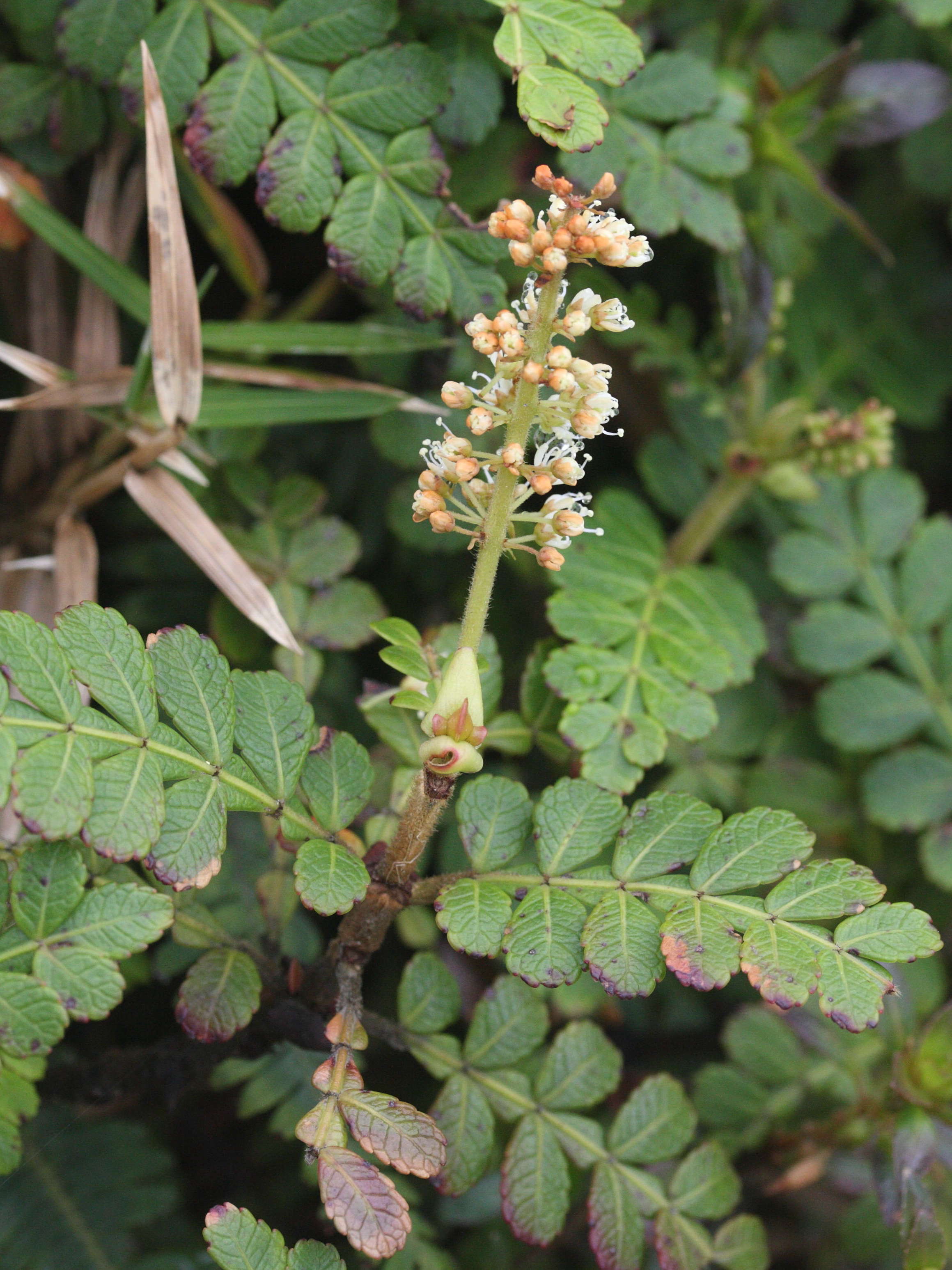 weinmannia_pinnata1md