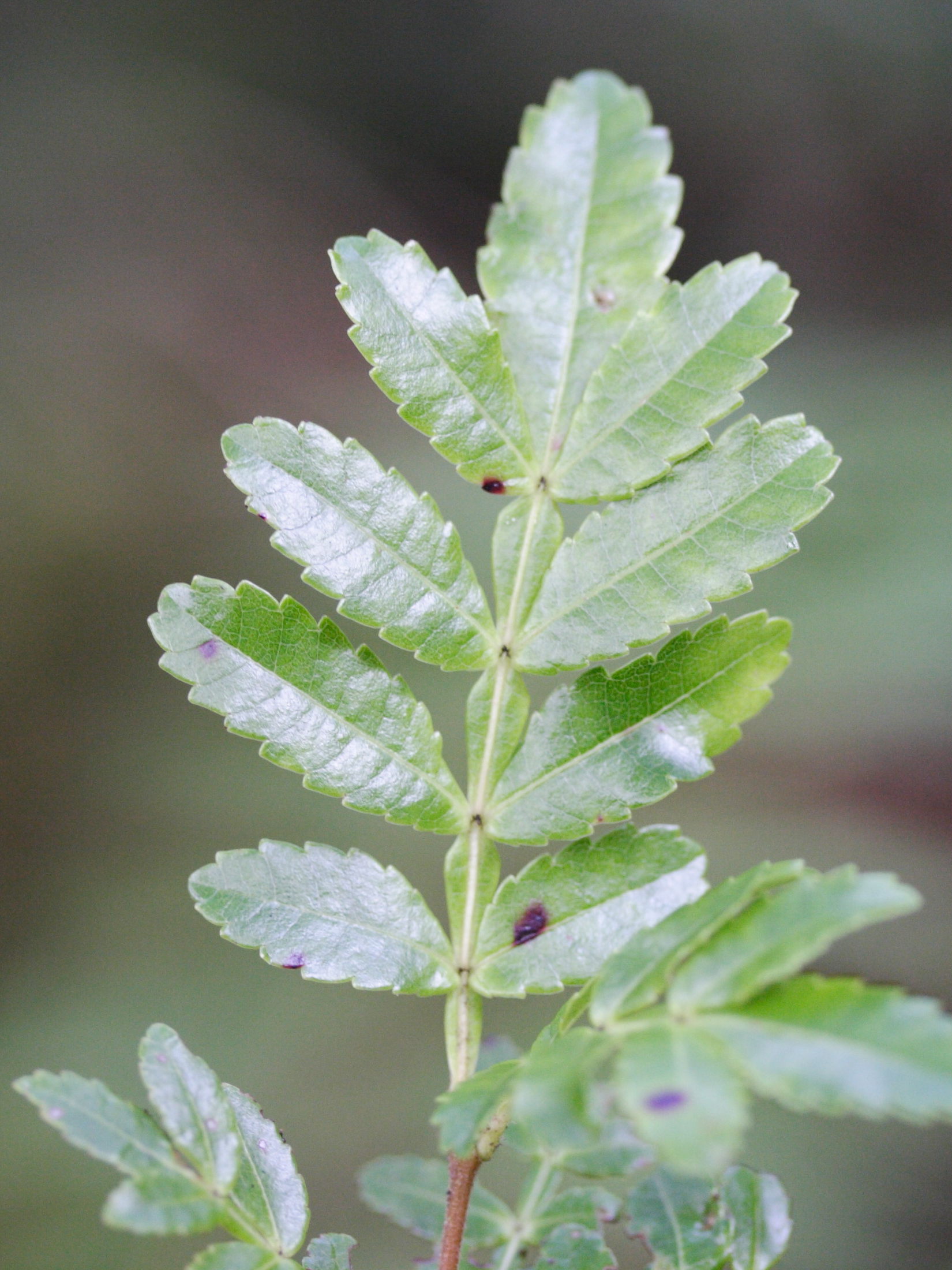 weinmannia_tinctoria2md