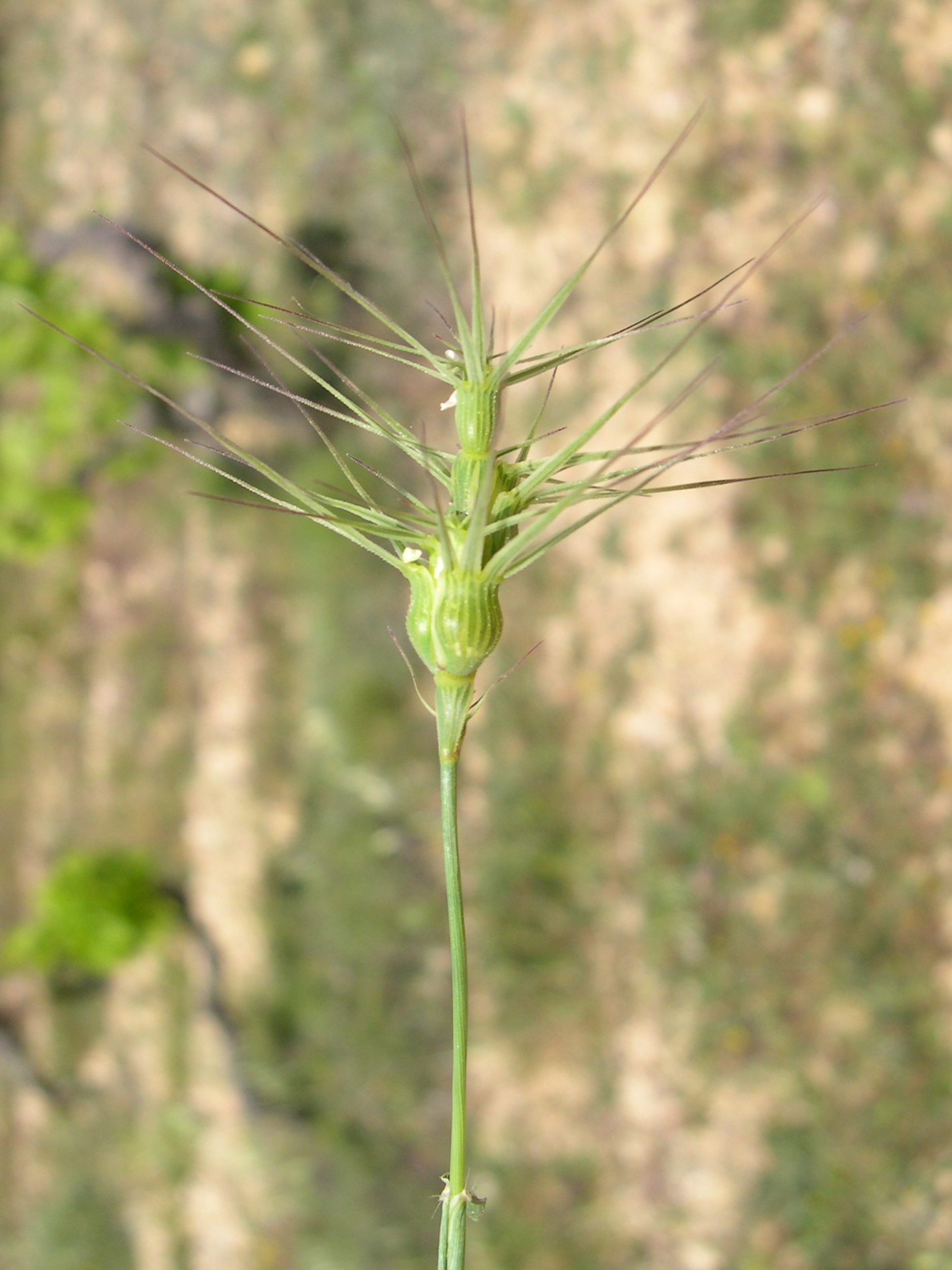 aegilops_ovata1md