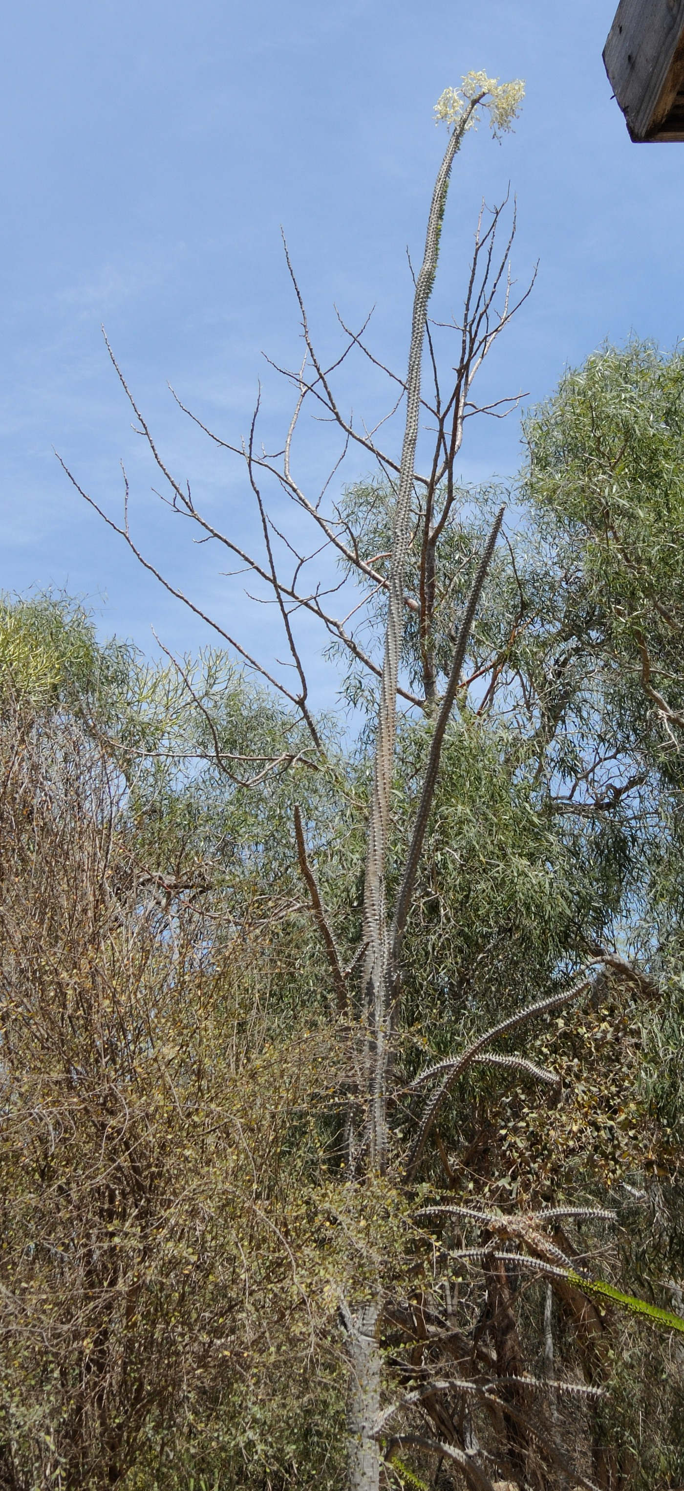 alluaudia_procera1md