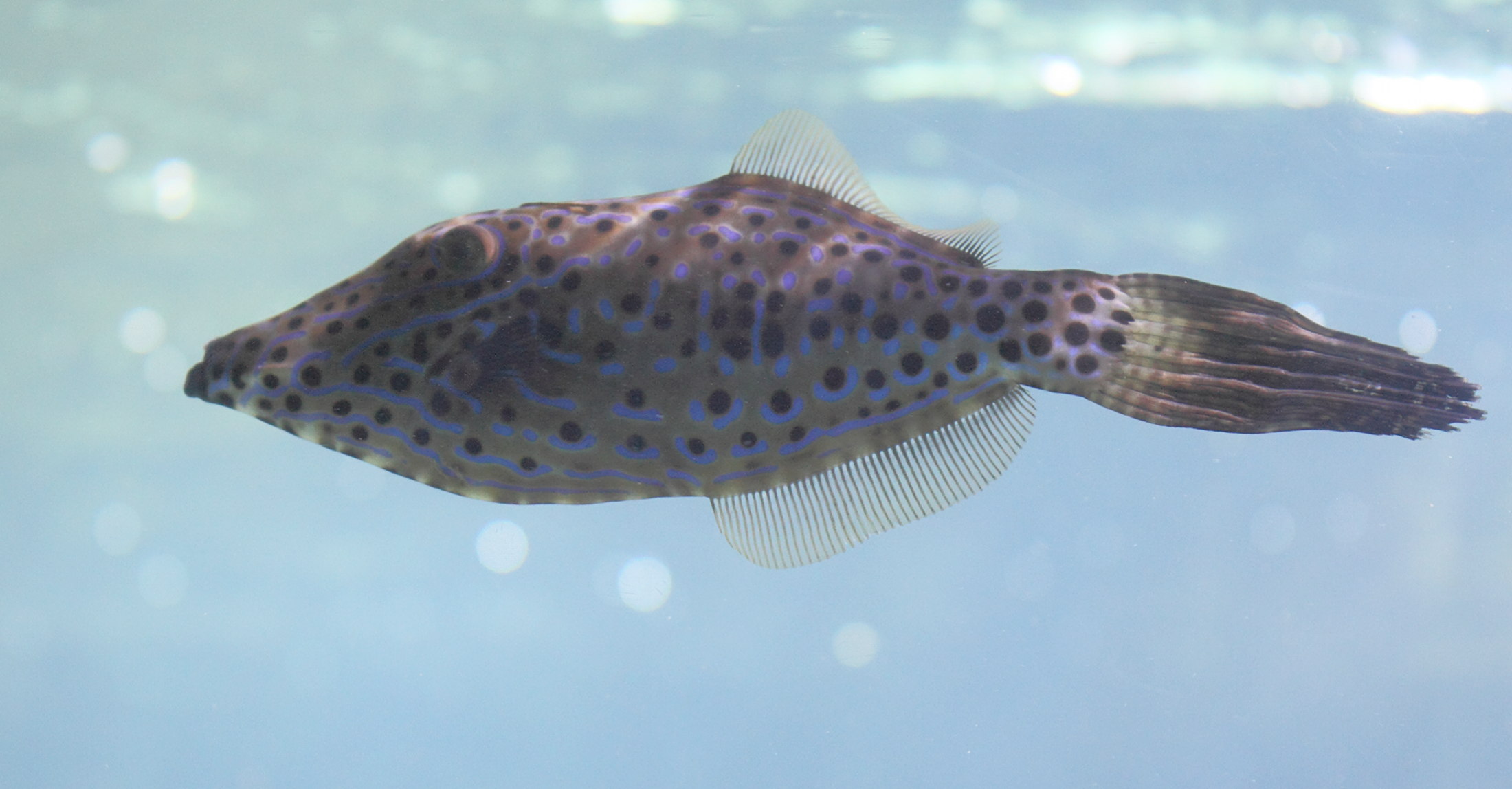 aluterus_scriptus2bd