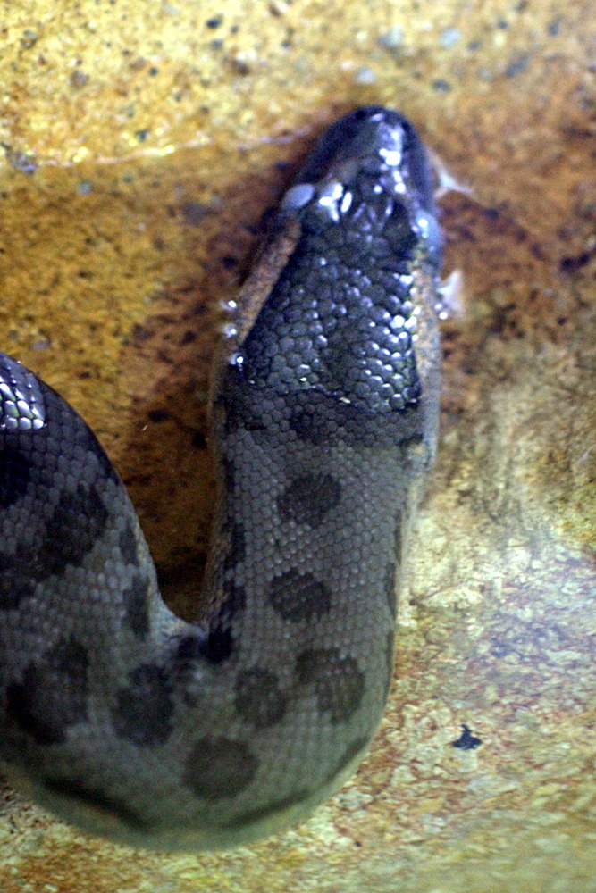 Anaconda_murinus