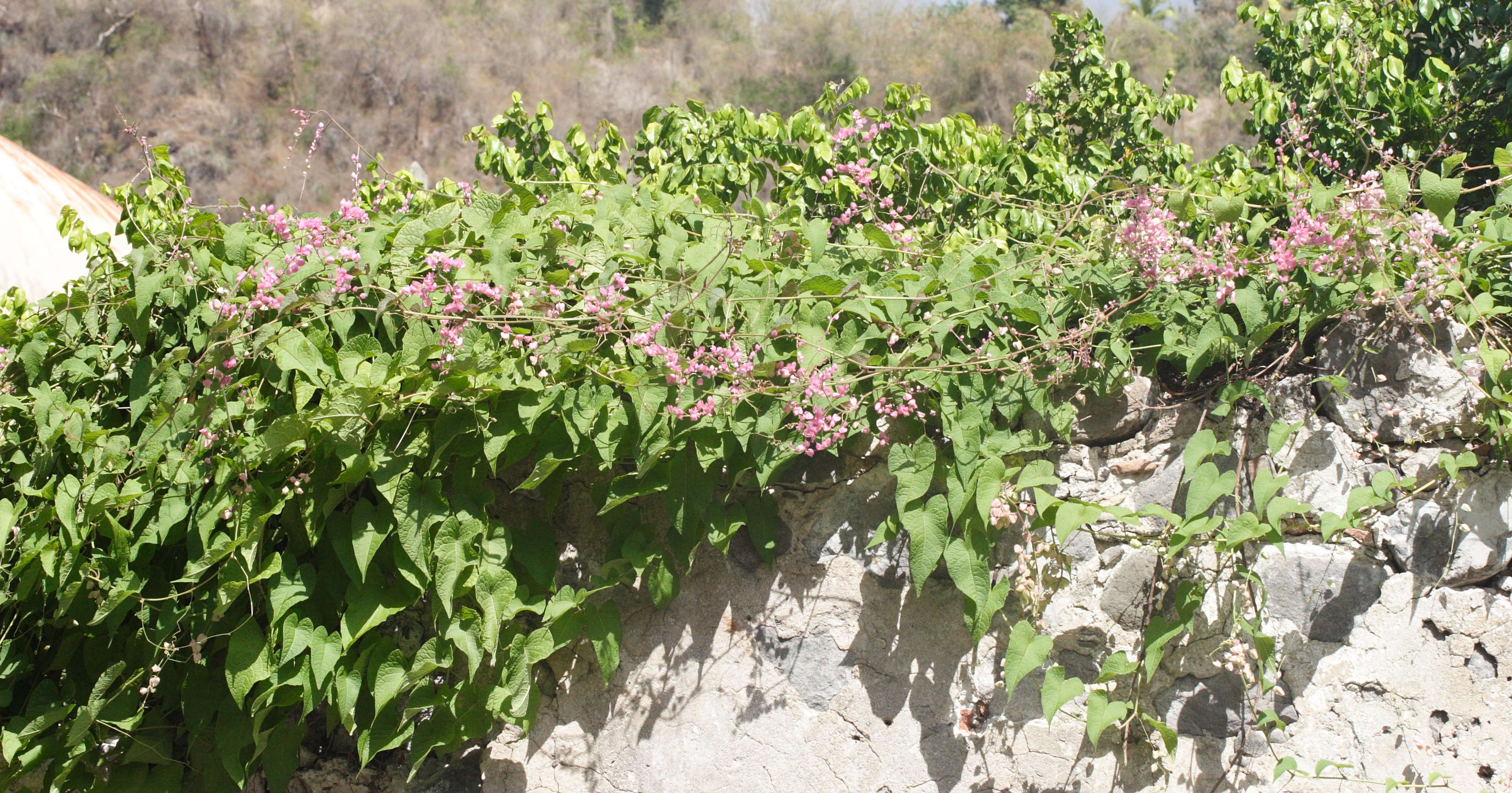 antigonon_leptopus5md