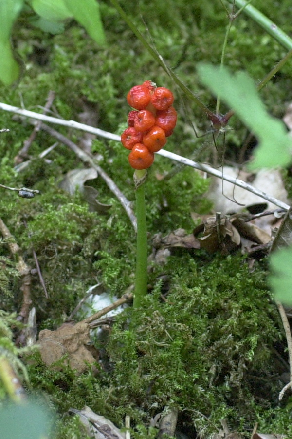 arum_maculatum4md
