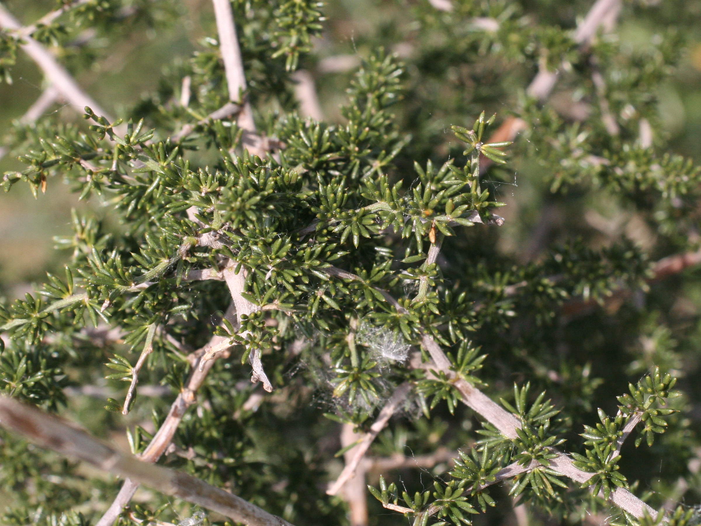 asparagus_acutifolius2md