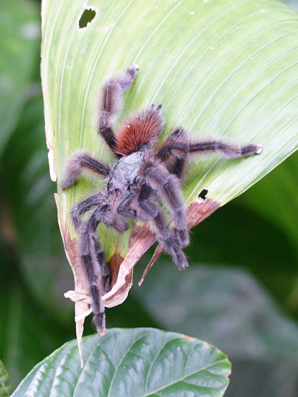 avicularia_versicolor3md