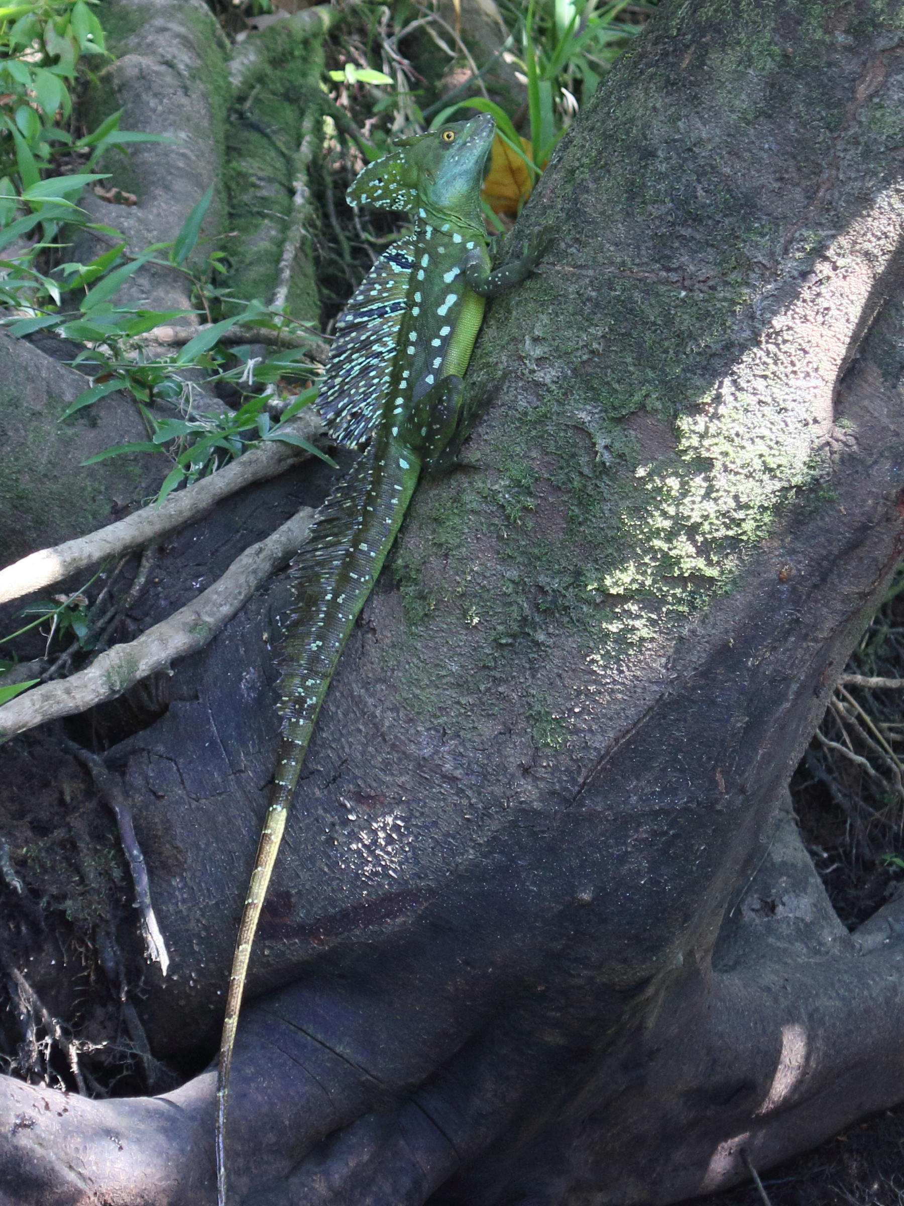 Afficher le média basiliscus_plumifrons3bd basiliscus_plumifrons3bd