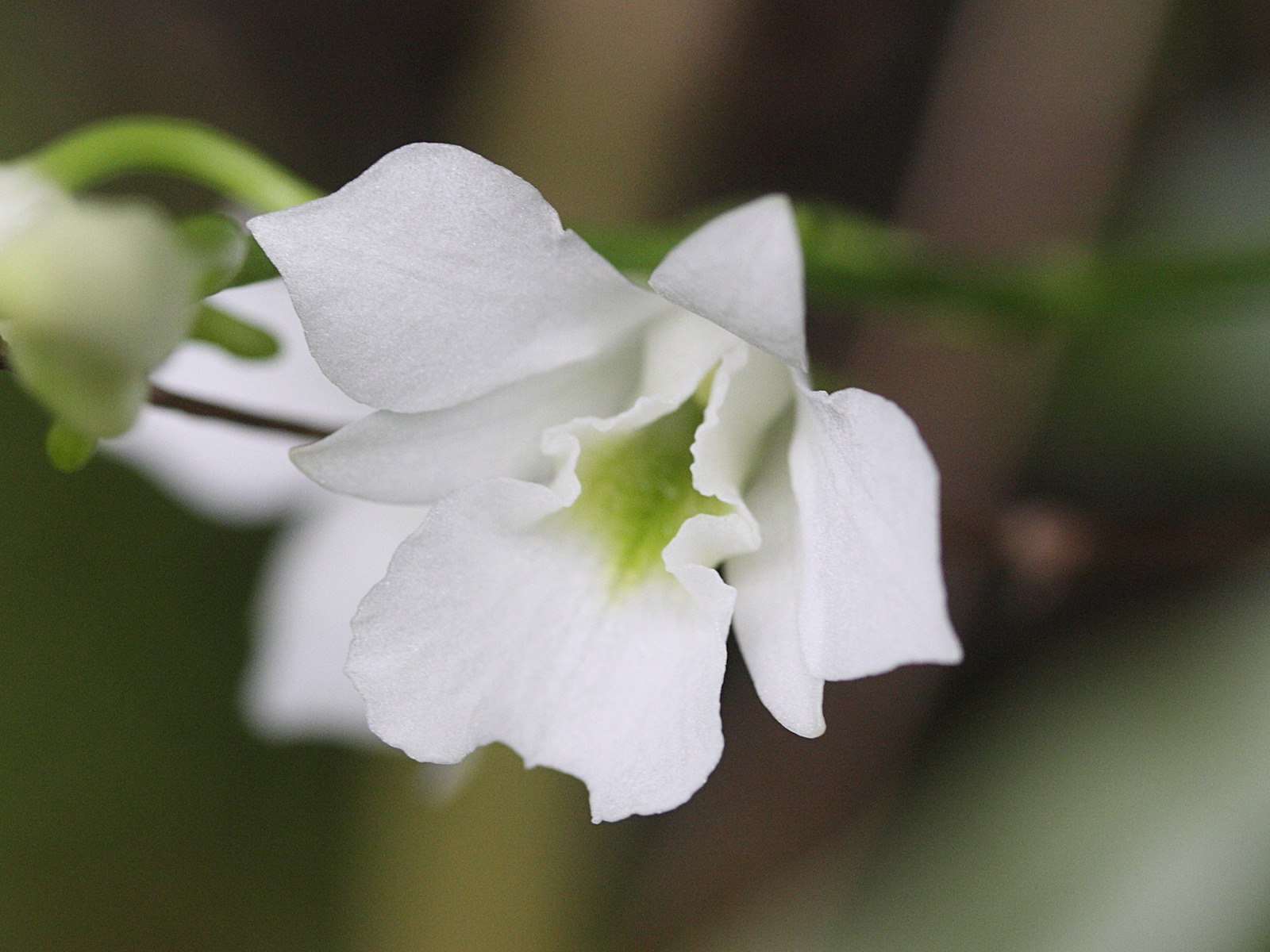 beclardia_macrostachya2md