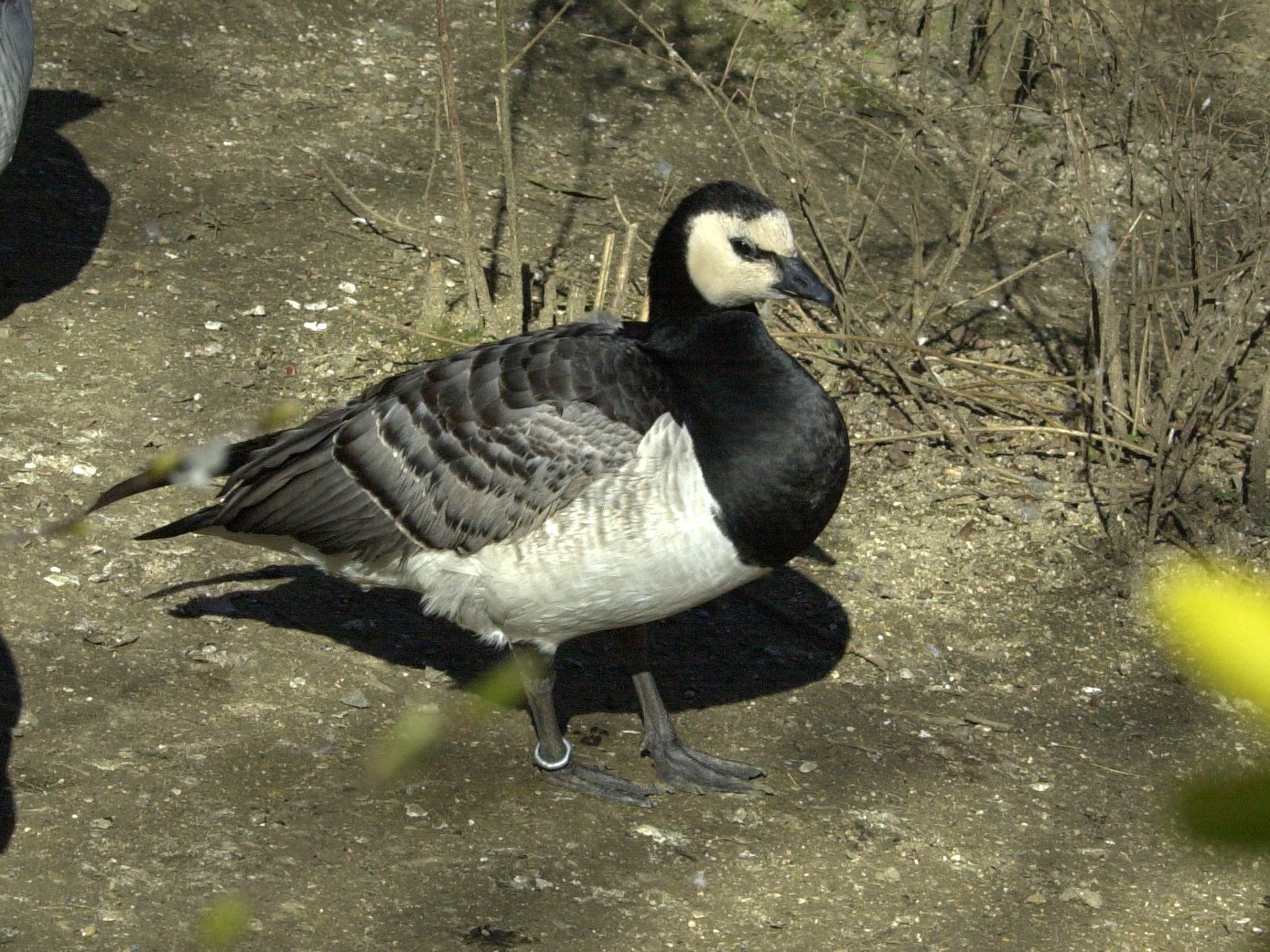 bernache_nonnette_-_branta_leucopsis1md