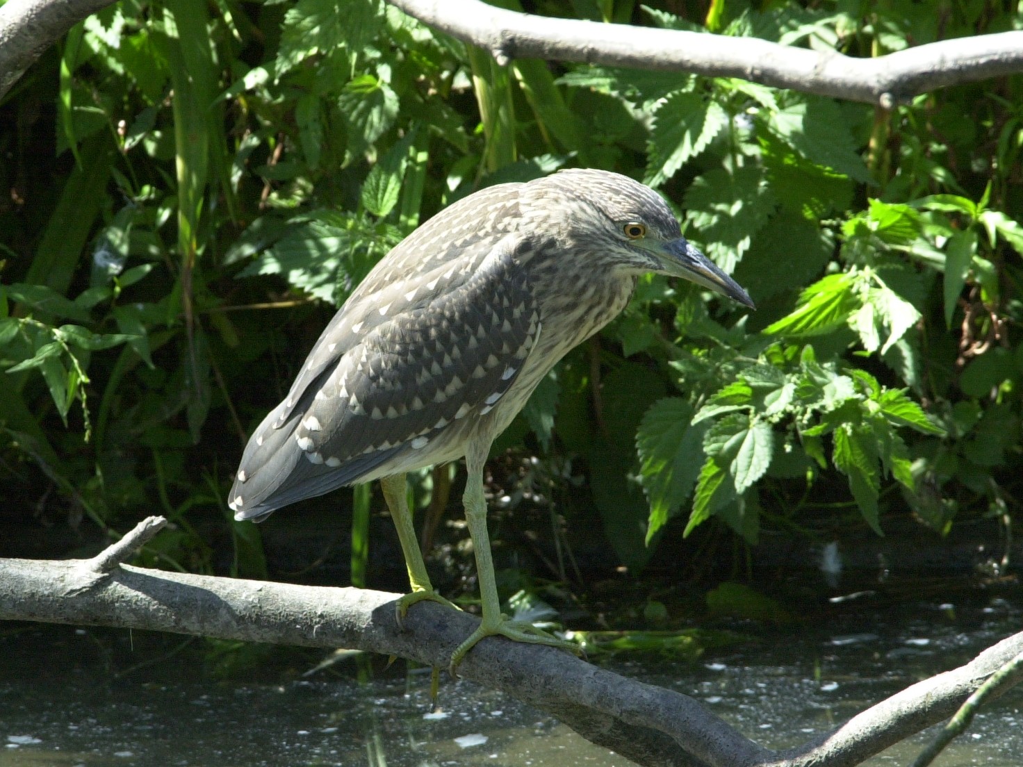 bihoreau_gris_-_nycticorax_nycticorax3md